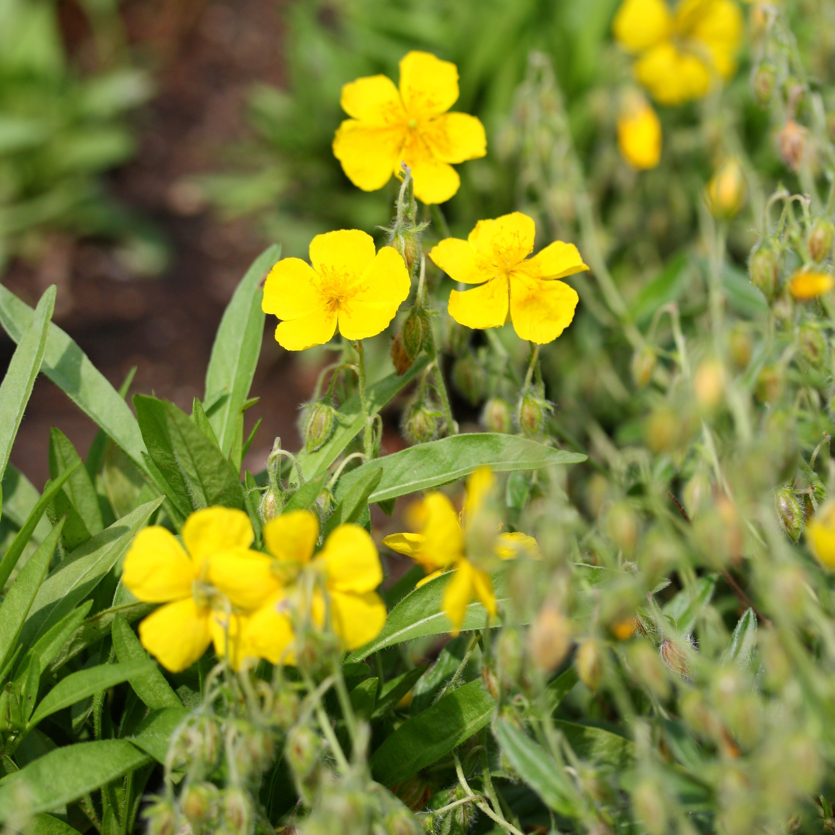 Klippros Helianthemum 'Golden Queen'