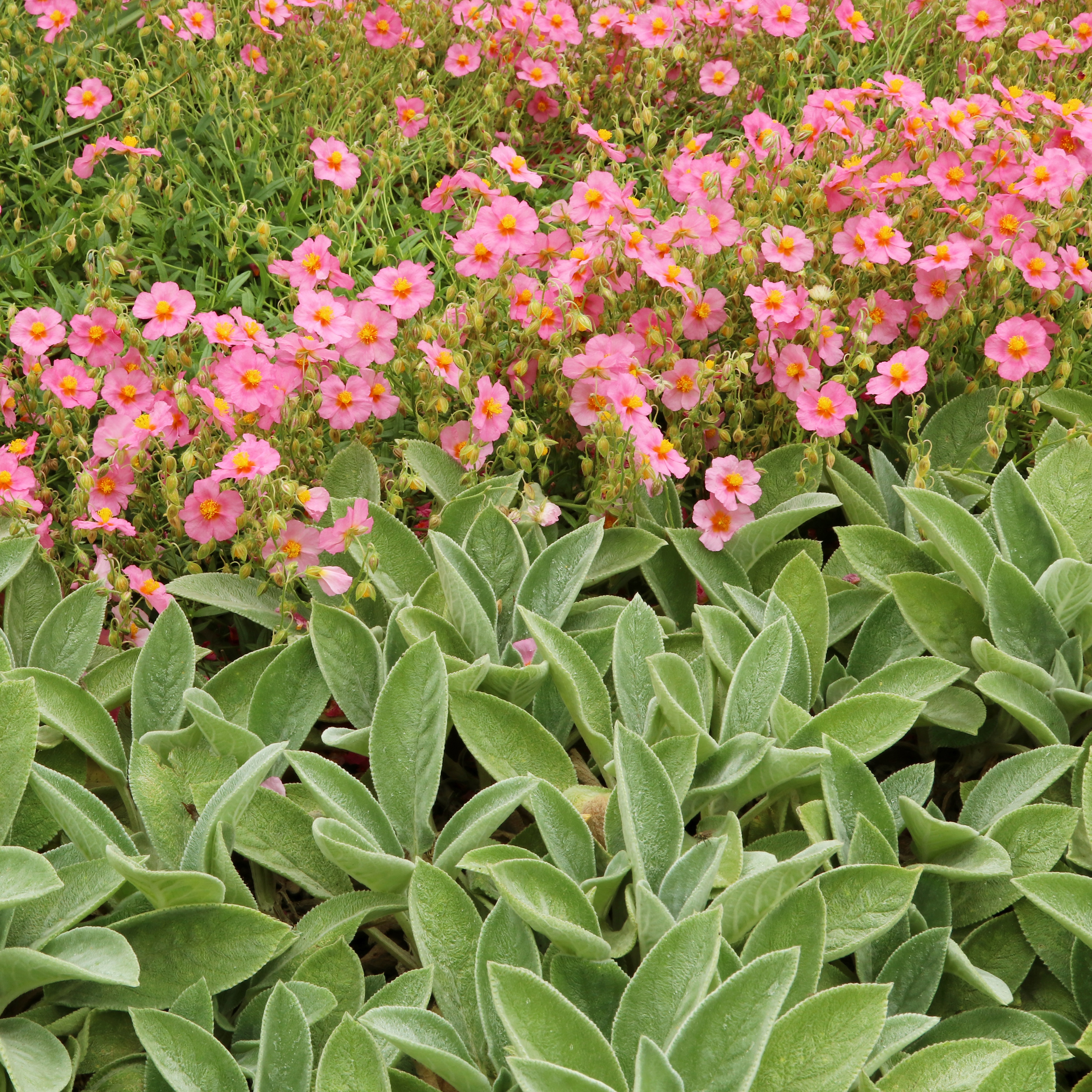 Helianthemum Lawrenson's Pink Perenn växt