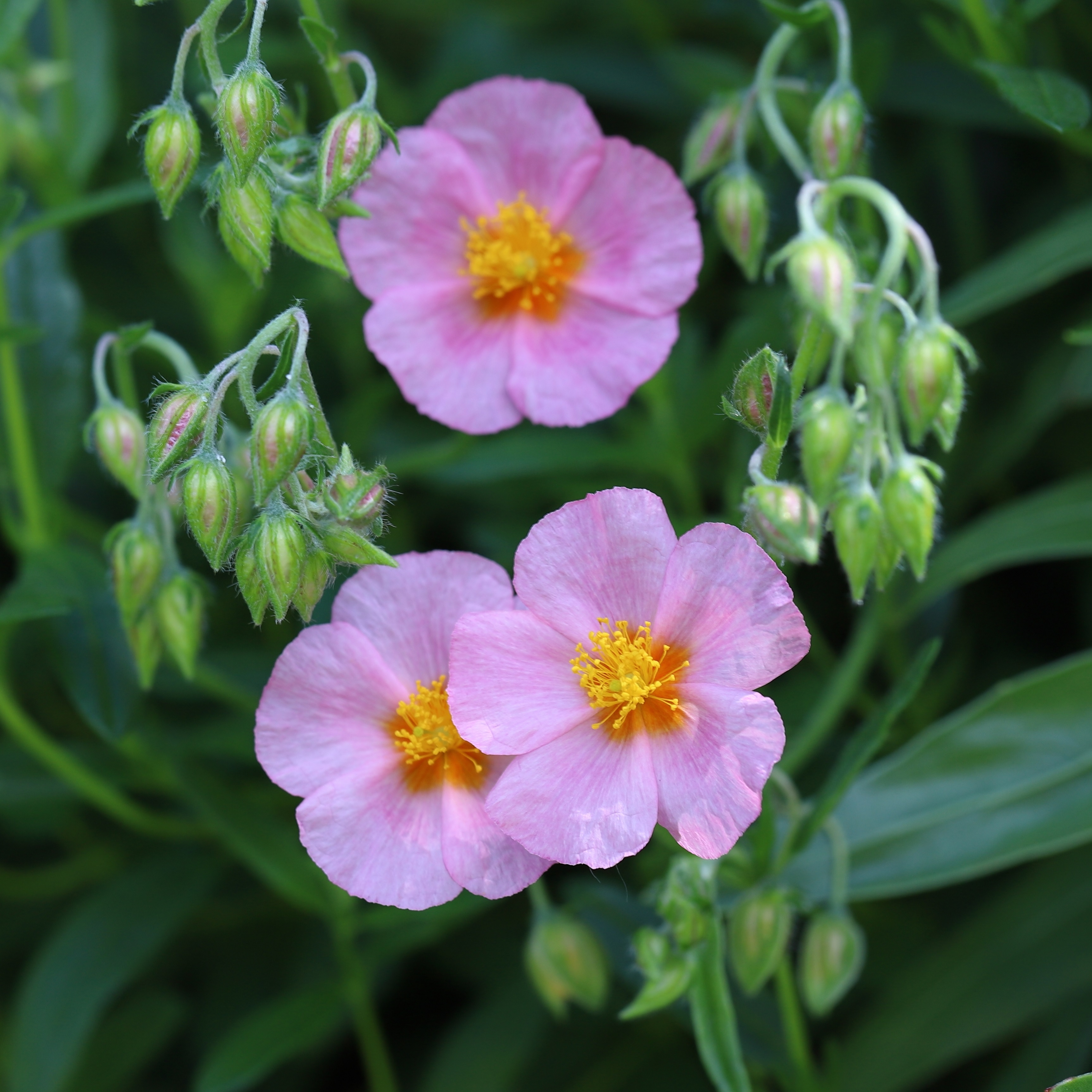 Helianthemum Lawrenson's Pink Perenn växt