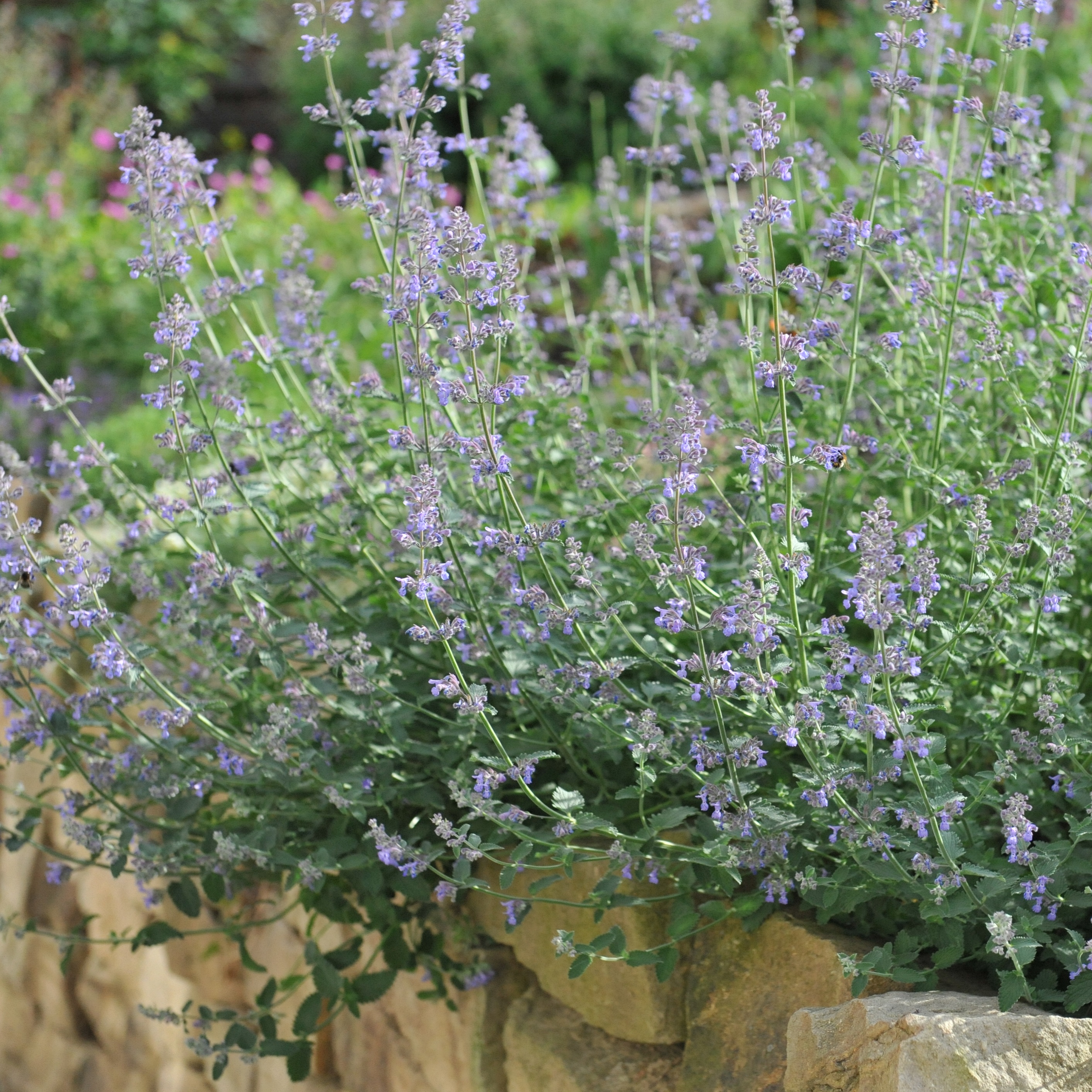 Nepeta faassenii 'Six Hills Giant' Perenn växt