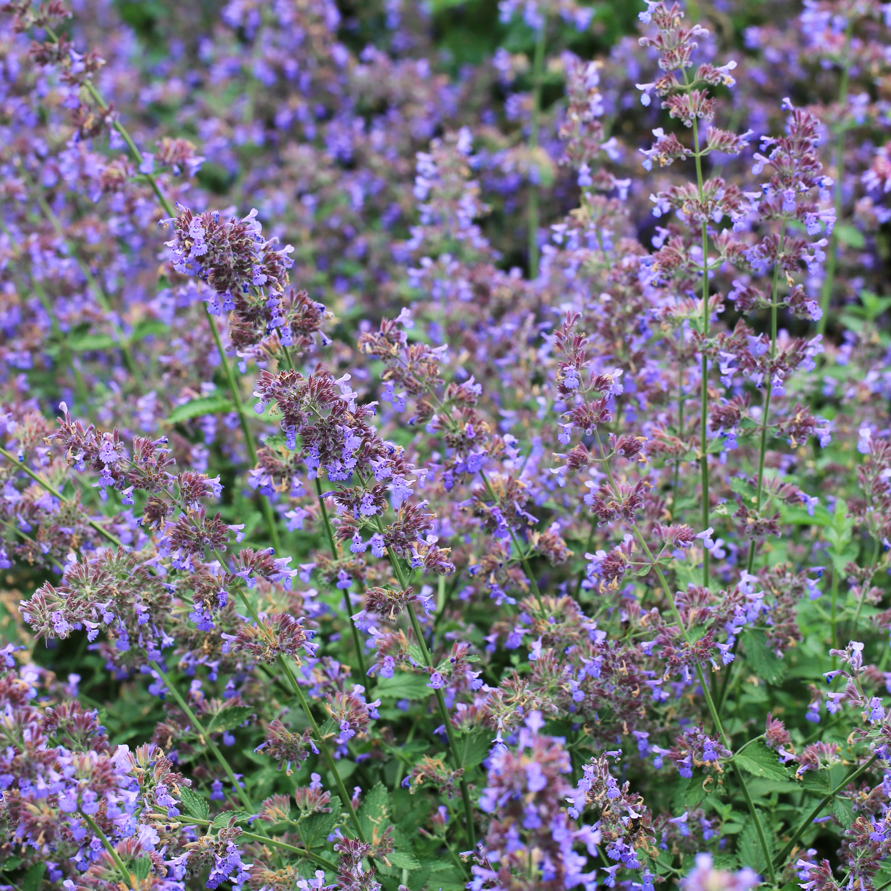 Nepeta faassenii 'Six Hills Giant' Perenn växt