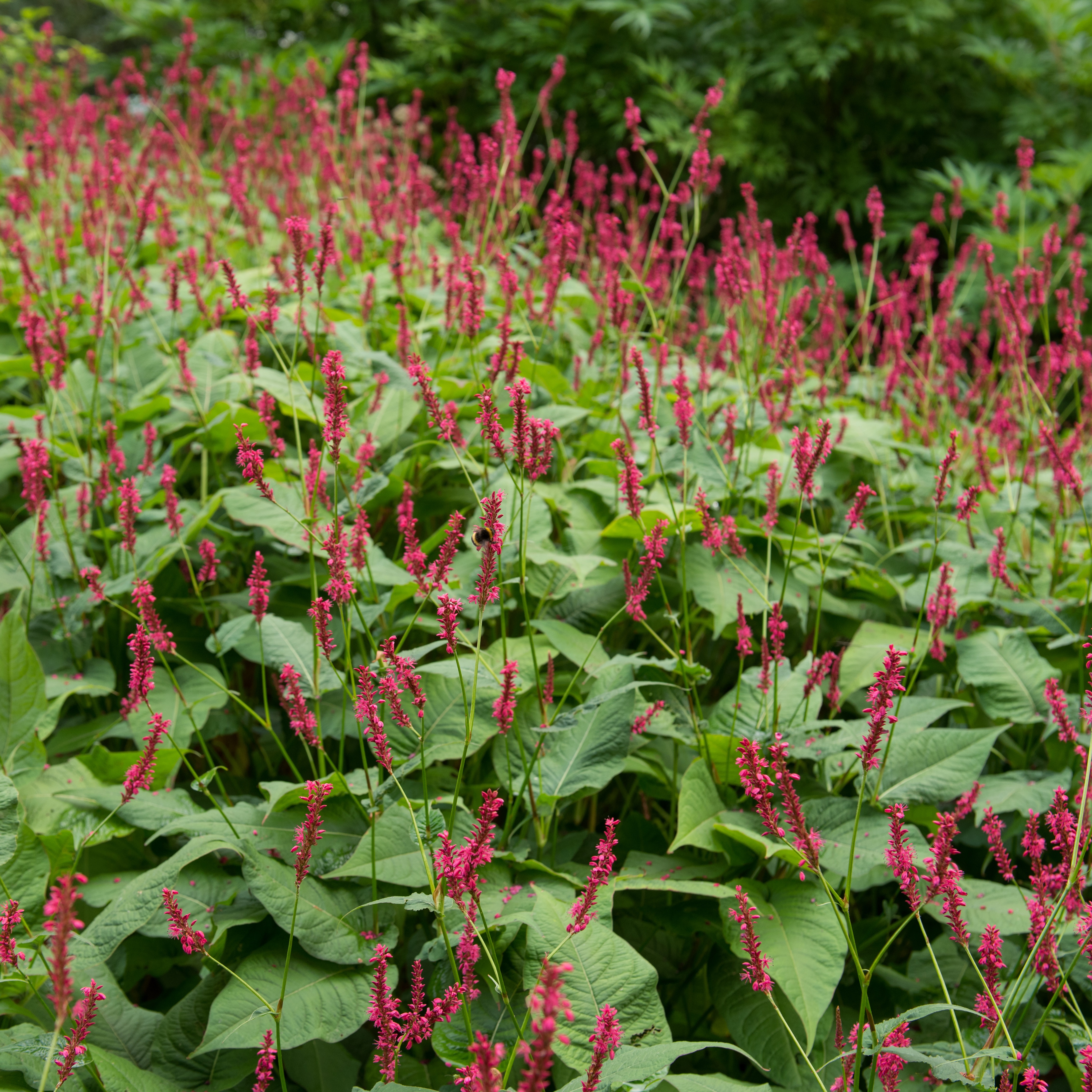 Blodormrot 'Blackfield'