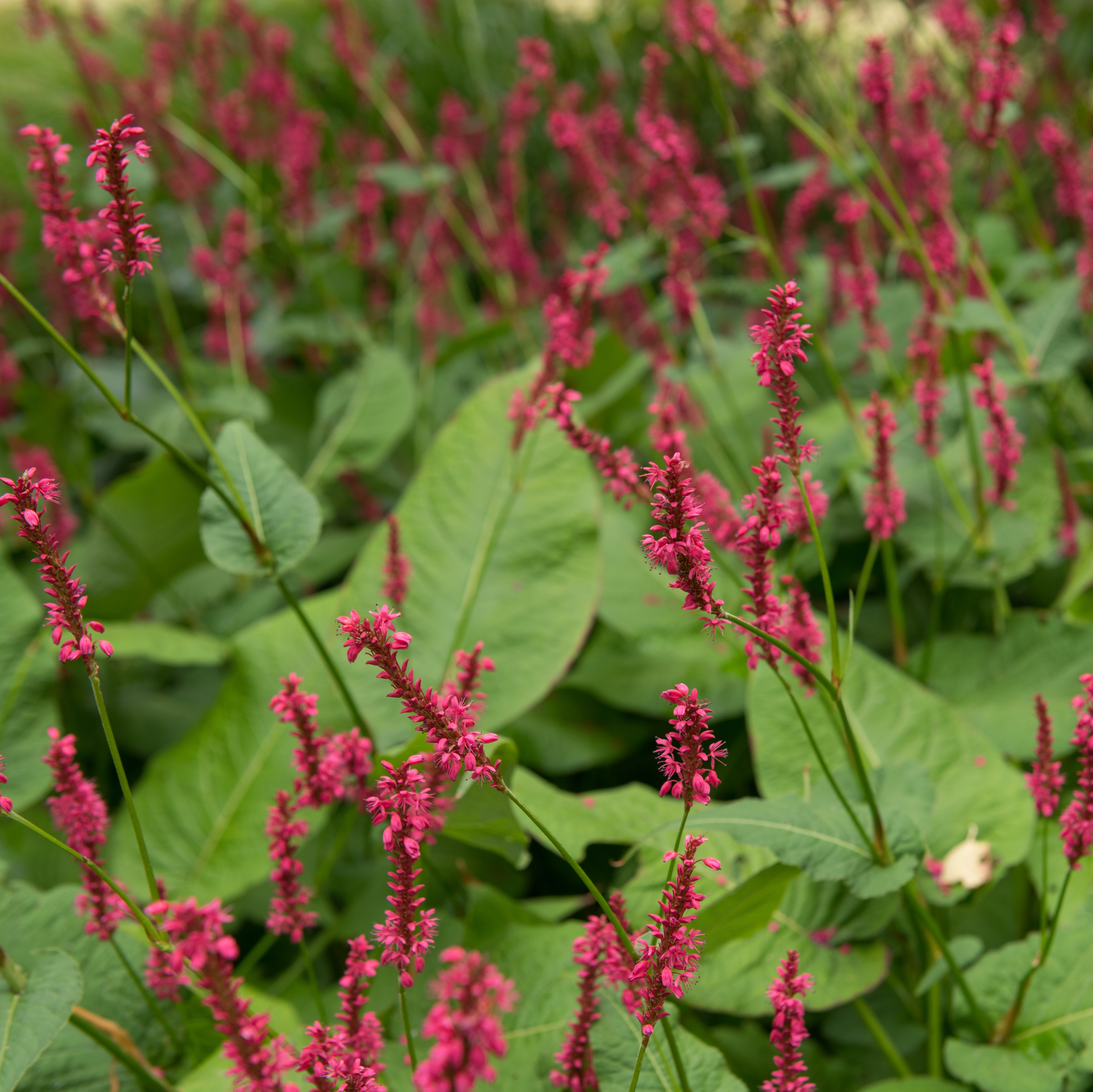 Blodormrot 'Blackfield'