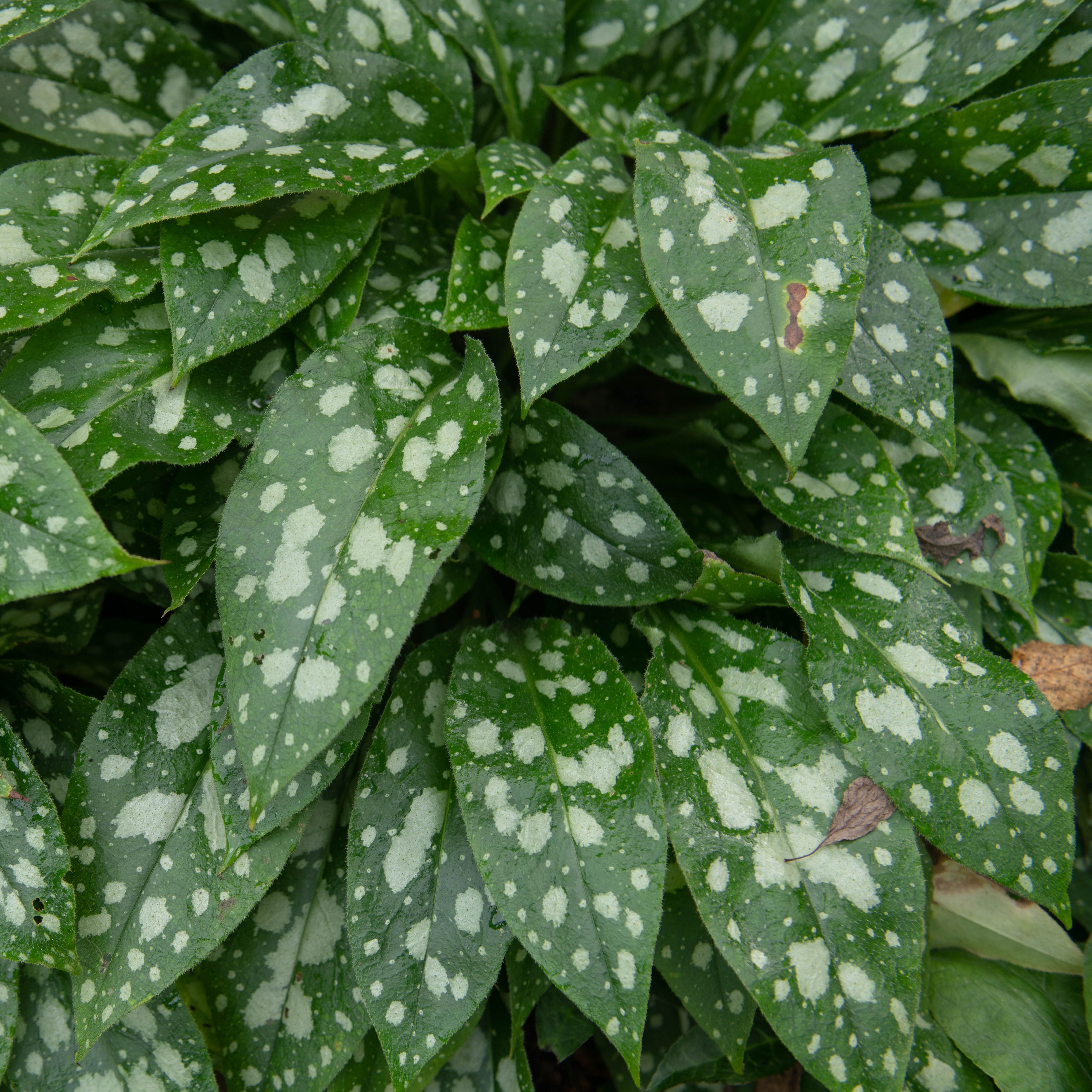 Lungört 'Shrimps on the Barbie'