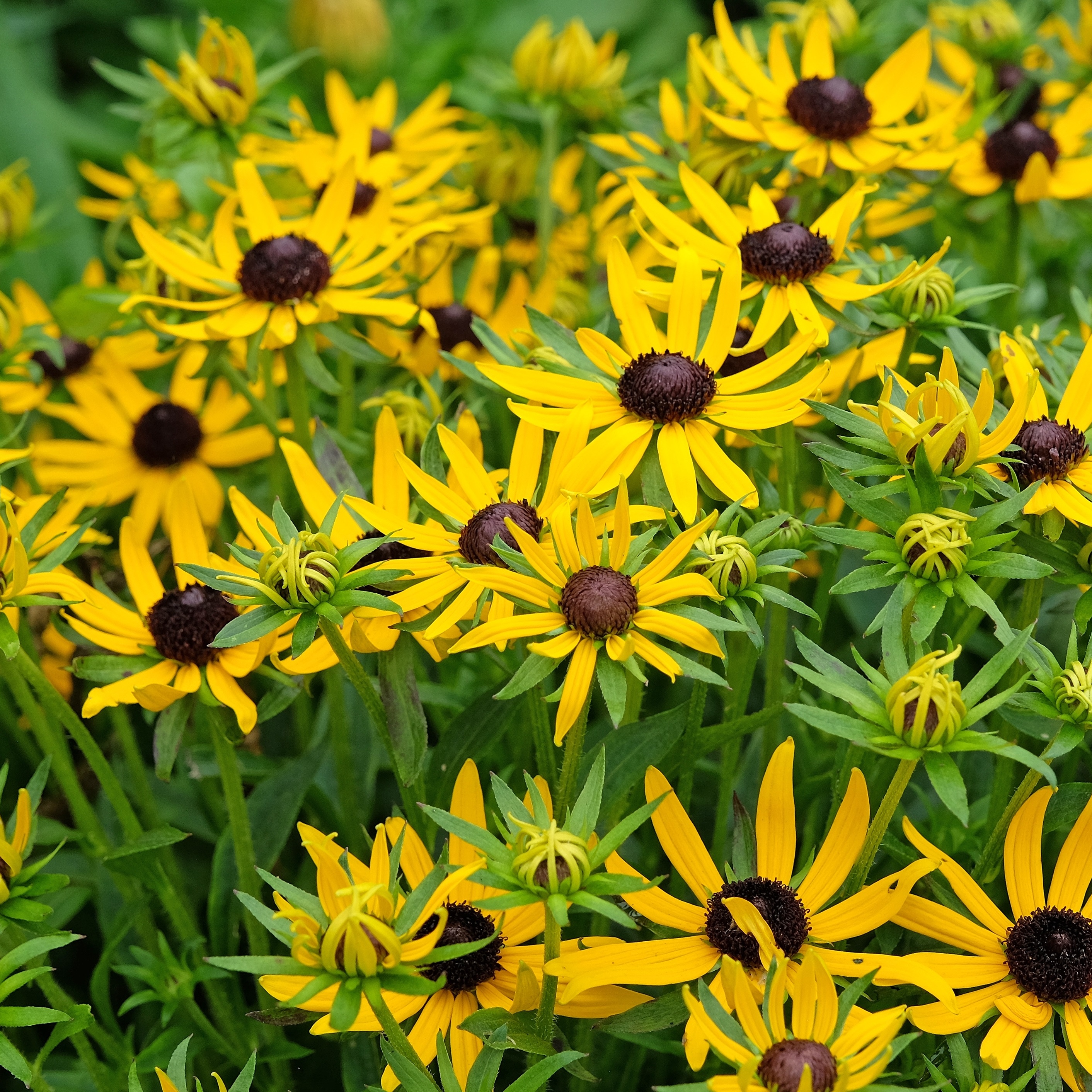 Rudbeckia fulgida 'Little Goldstar'