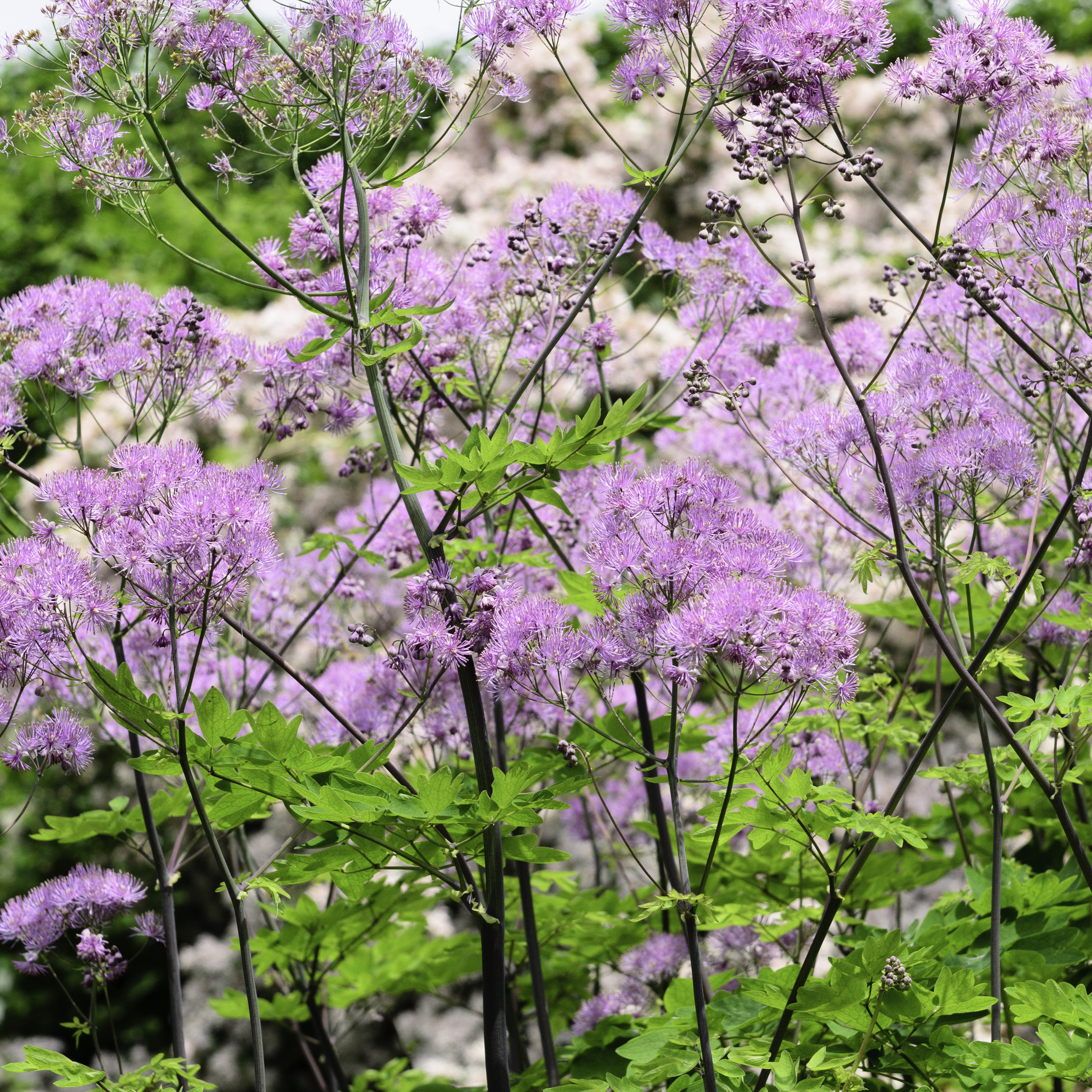 Thalictrum 'Black Stockings' Perenn växt
