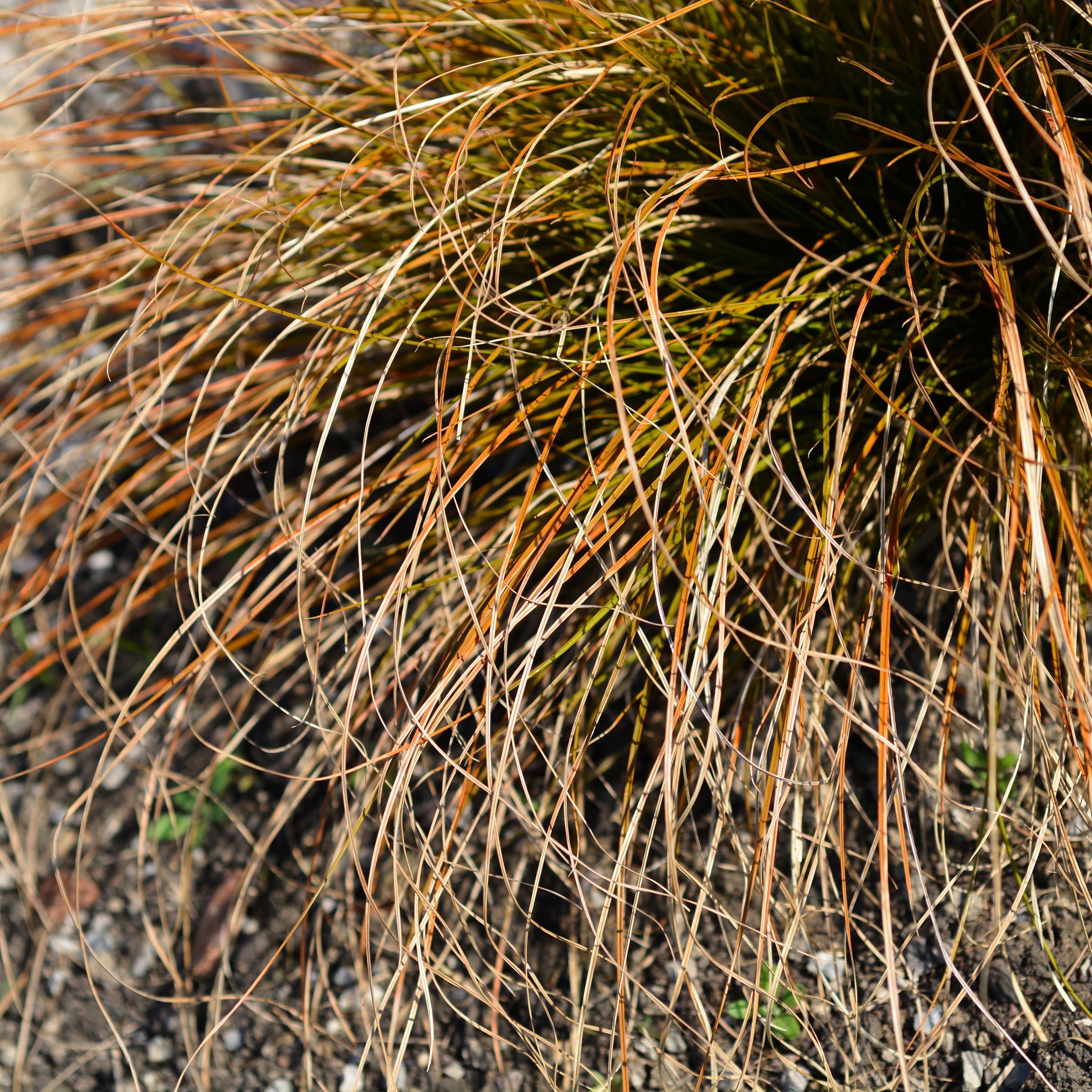 Carex test. 'Prairie Fire'