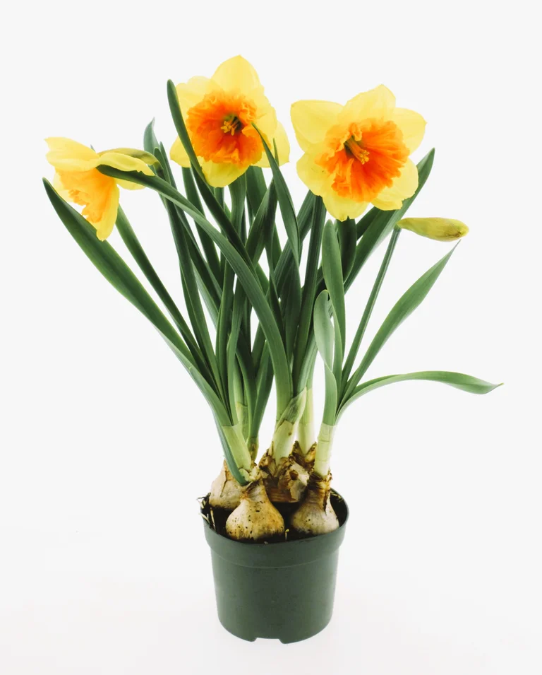 Narcissus Orange Eye Lök