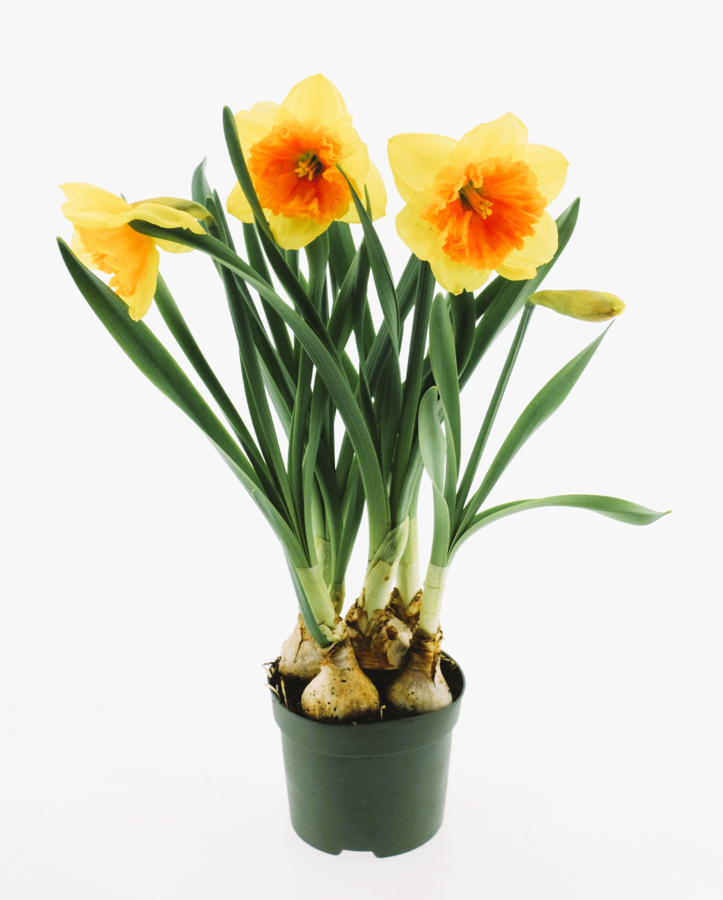 Narcissus 'Orange Eye' lök