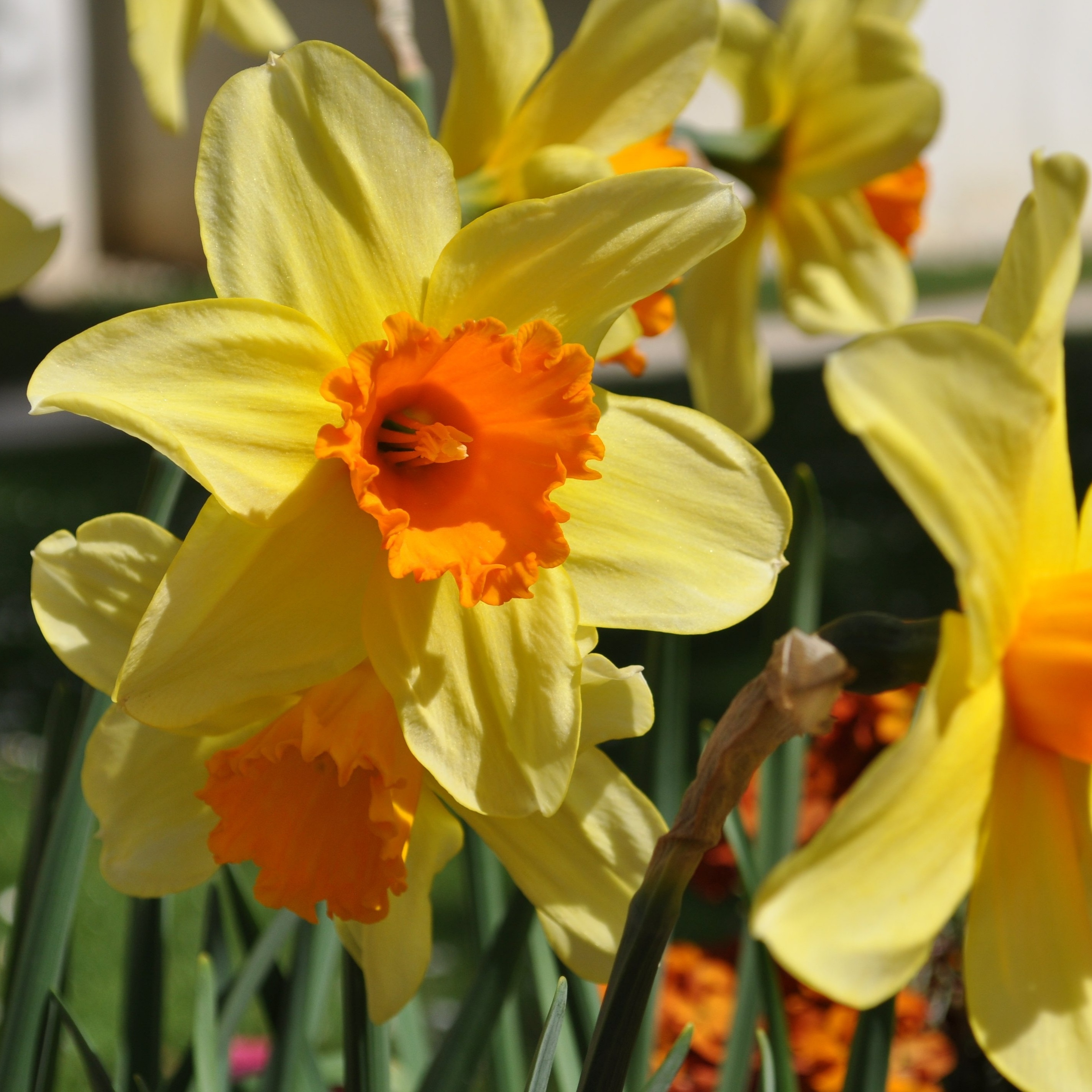 Narcissus 'Orange Eye' lök