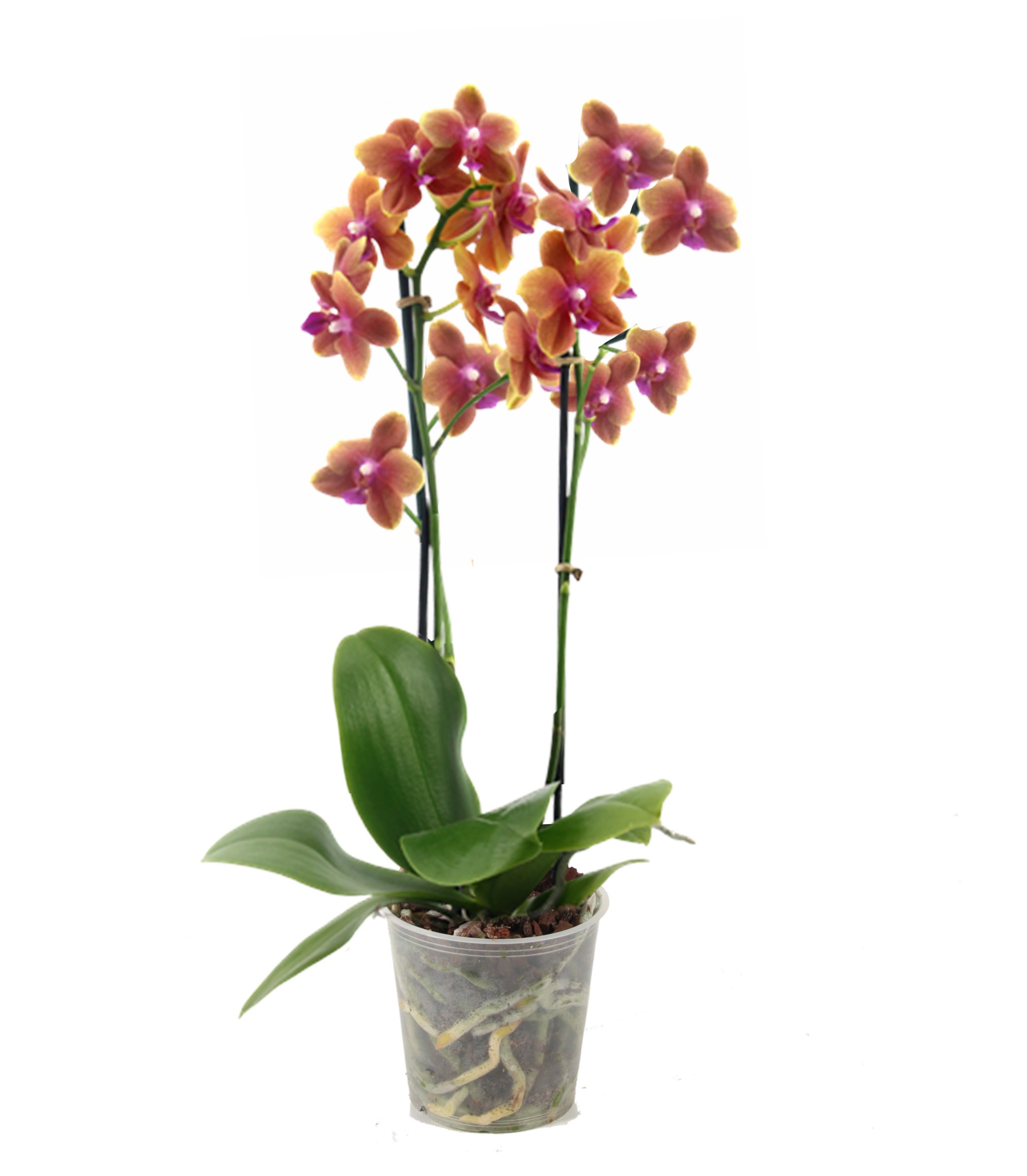 Phalaenopsis 'Bolgheri'