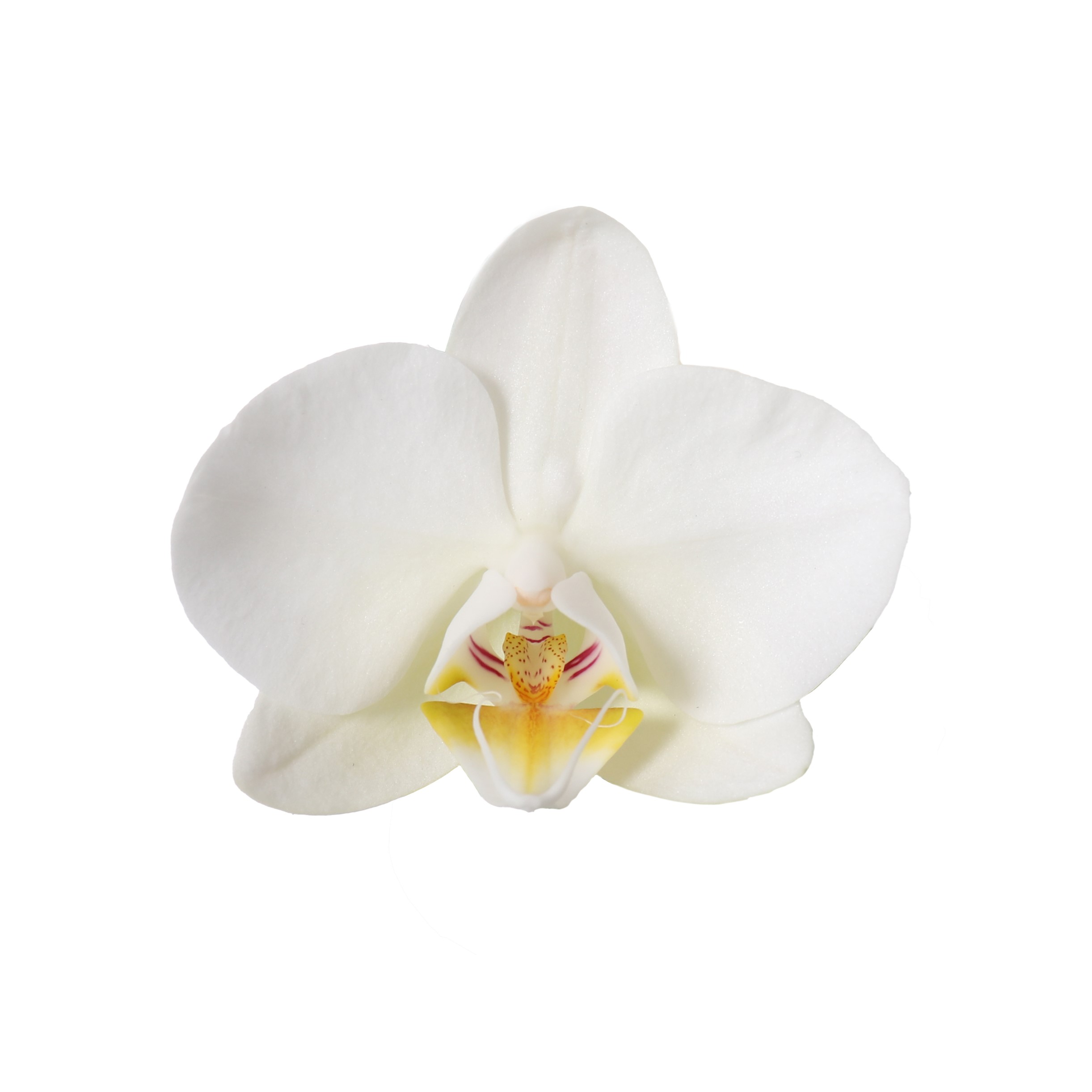 Phalaenopsis