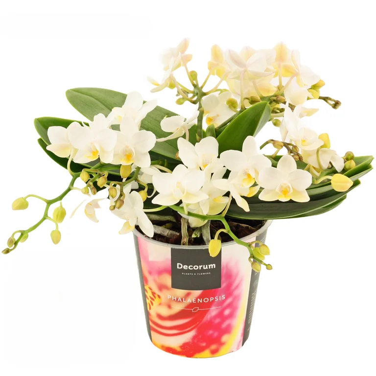 Brudorkidé Table Whitney