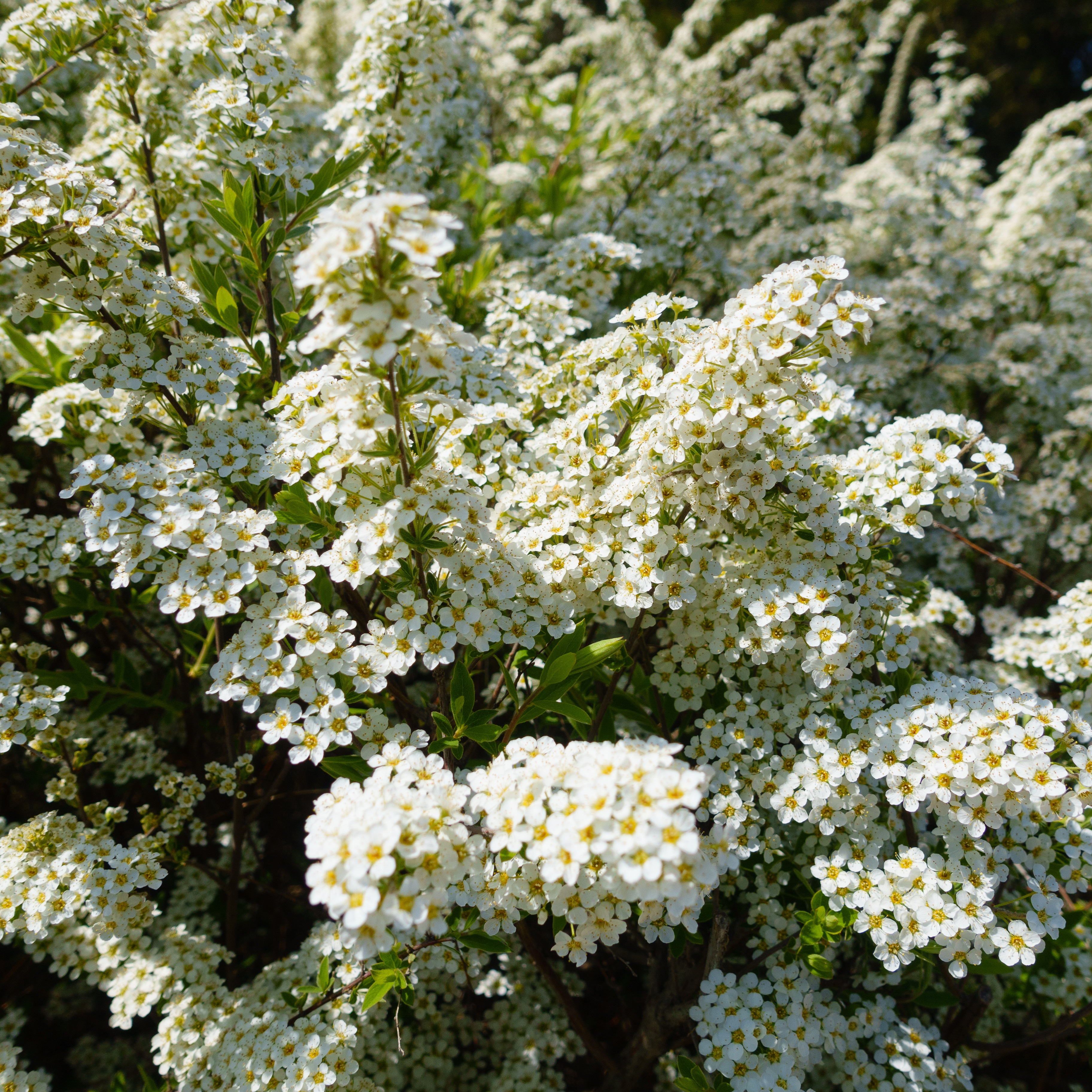 Spiraea x vanhouttei 17cm