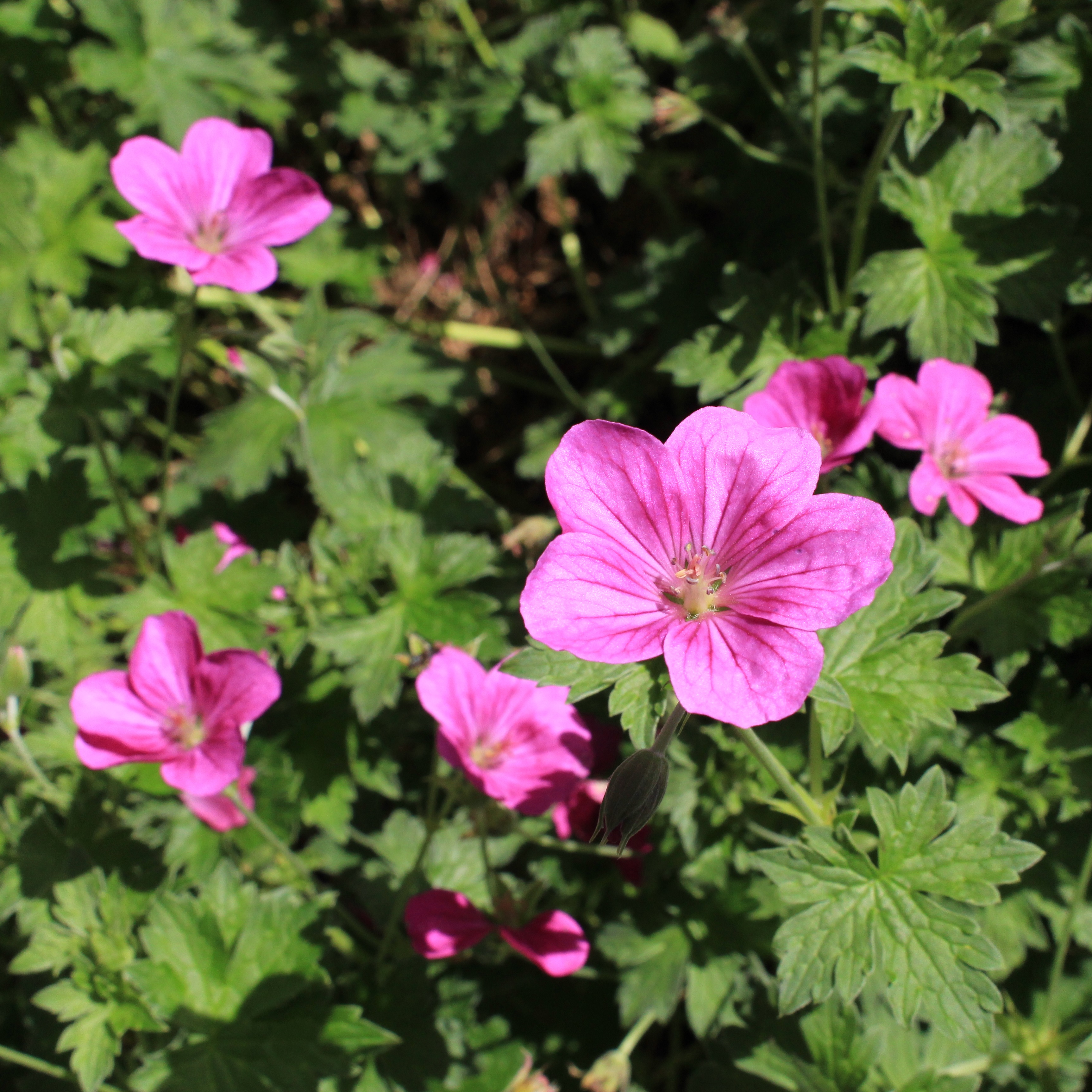 Russell Prichard Geranium