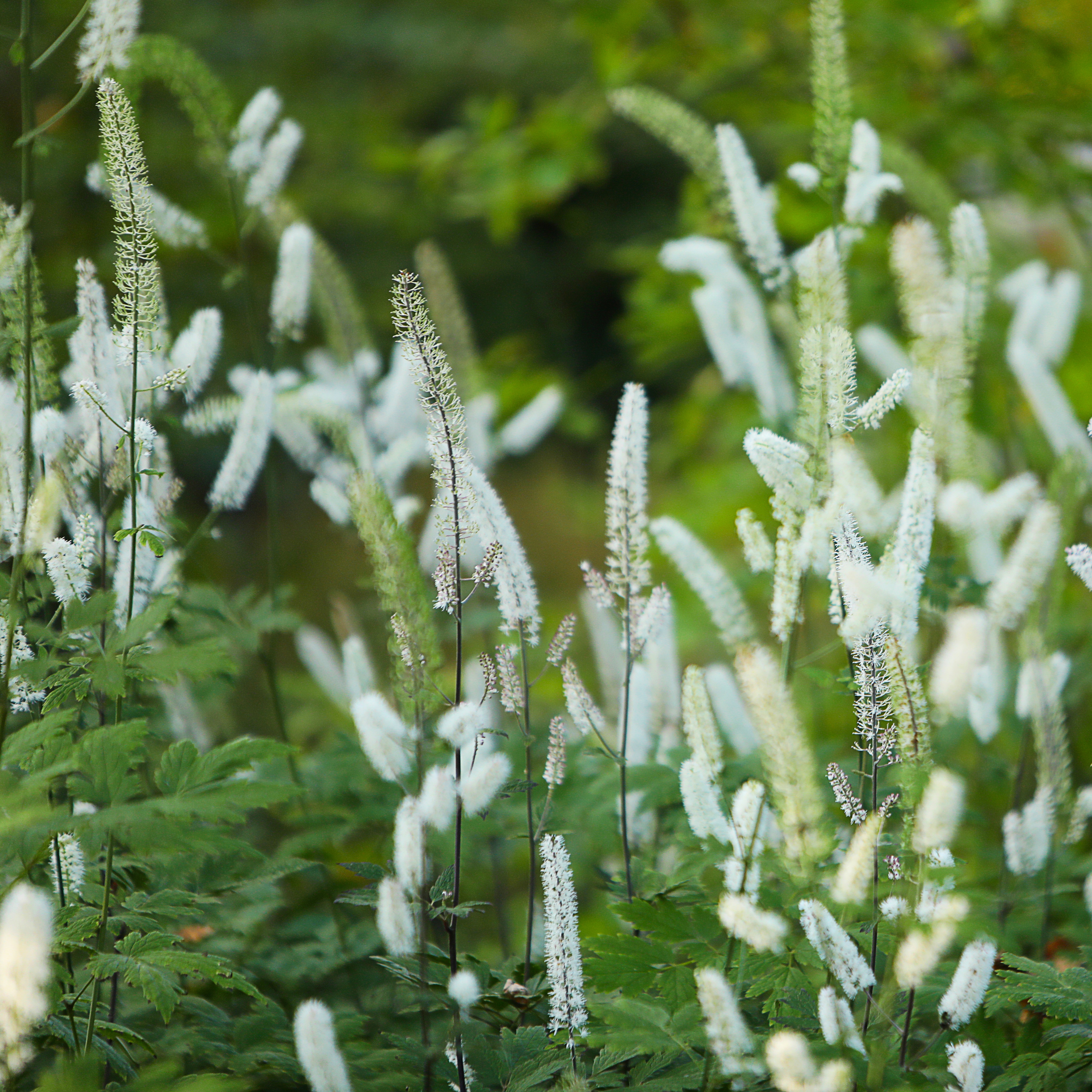Høstormedrue 'White Pearl'