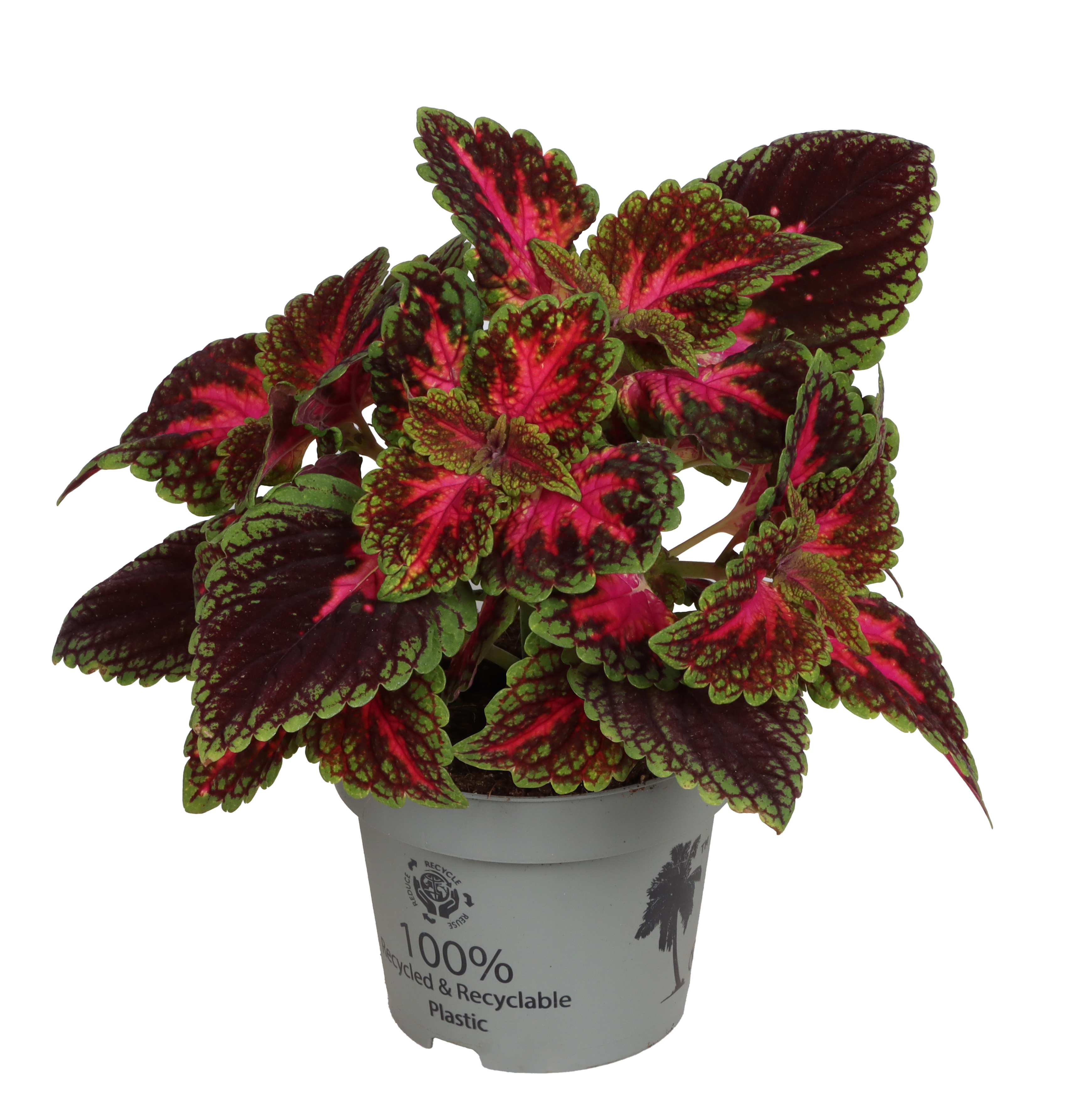 Palettblad 'Park Avenue'