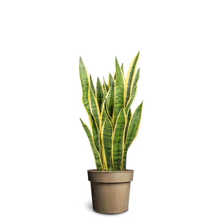 ceramic succulent pot Mini Wood Indoor Plant Stand with Ceramic Pot