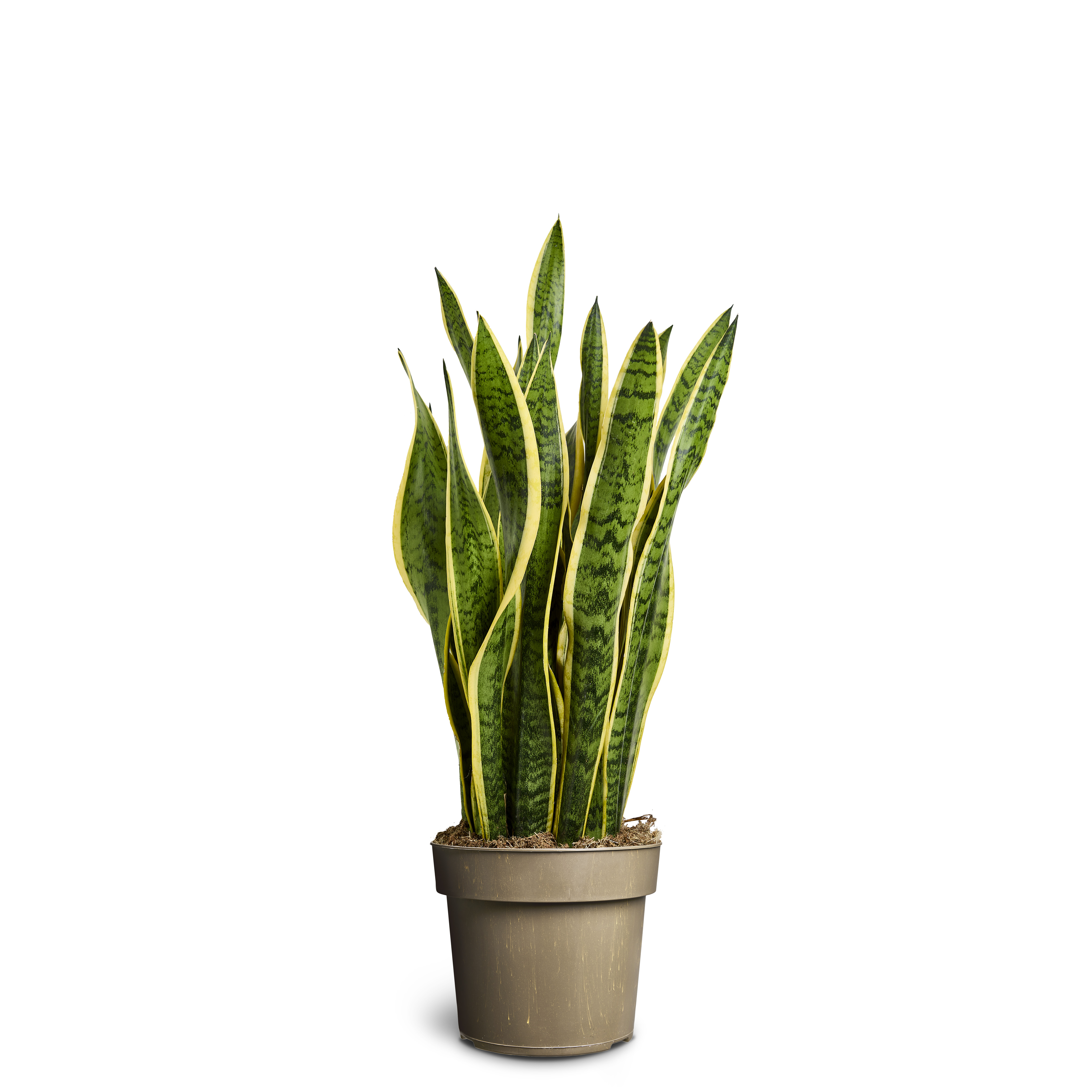 Svärmors tunga 'Laurentii'