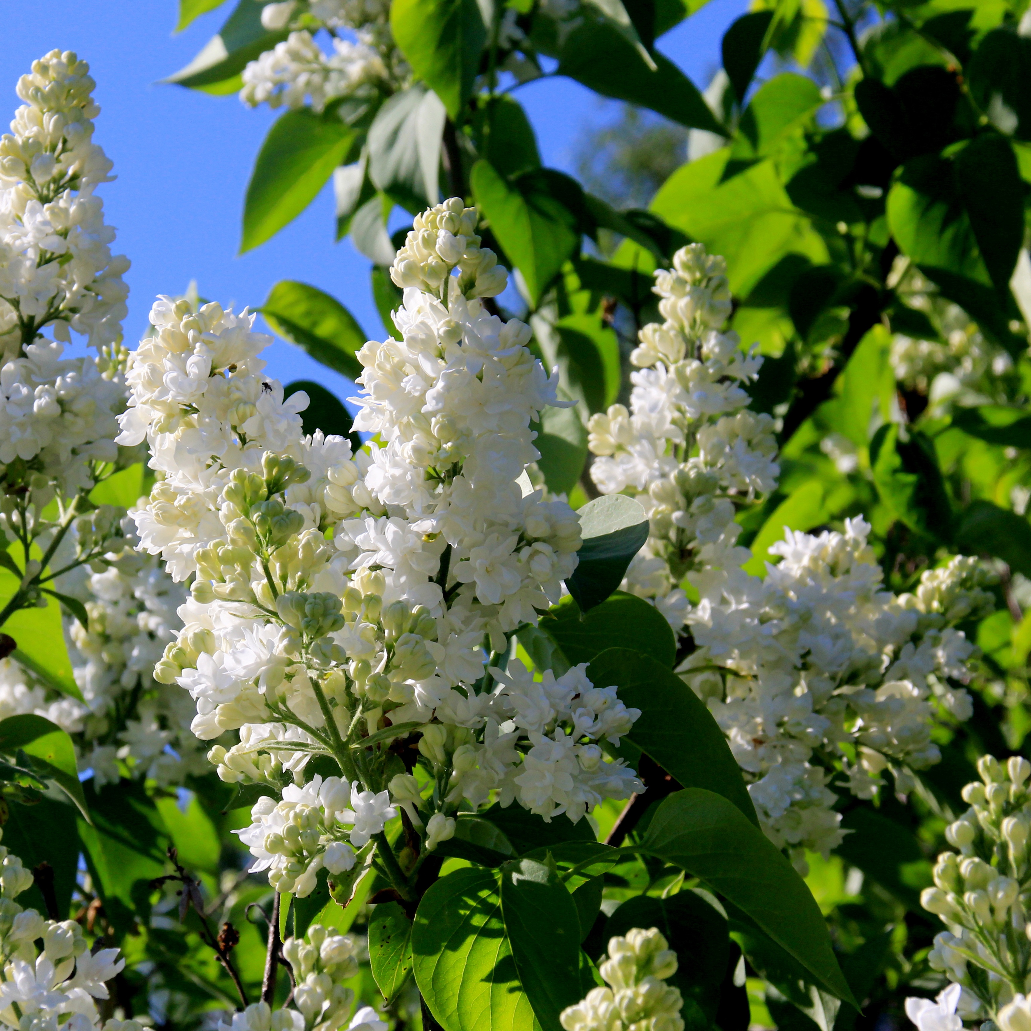 Syringa x henryi 'Tammelan Kaunotar' 3L