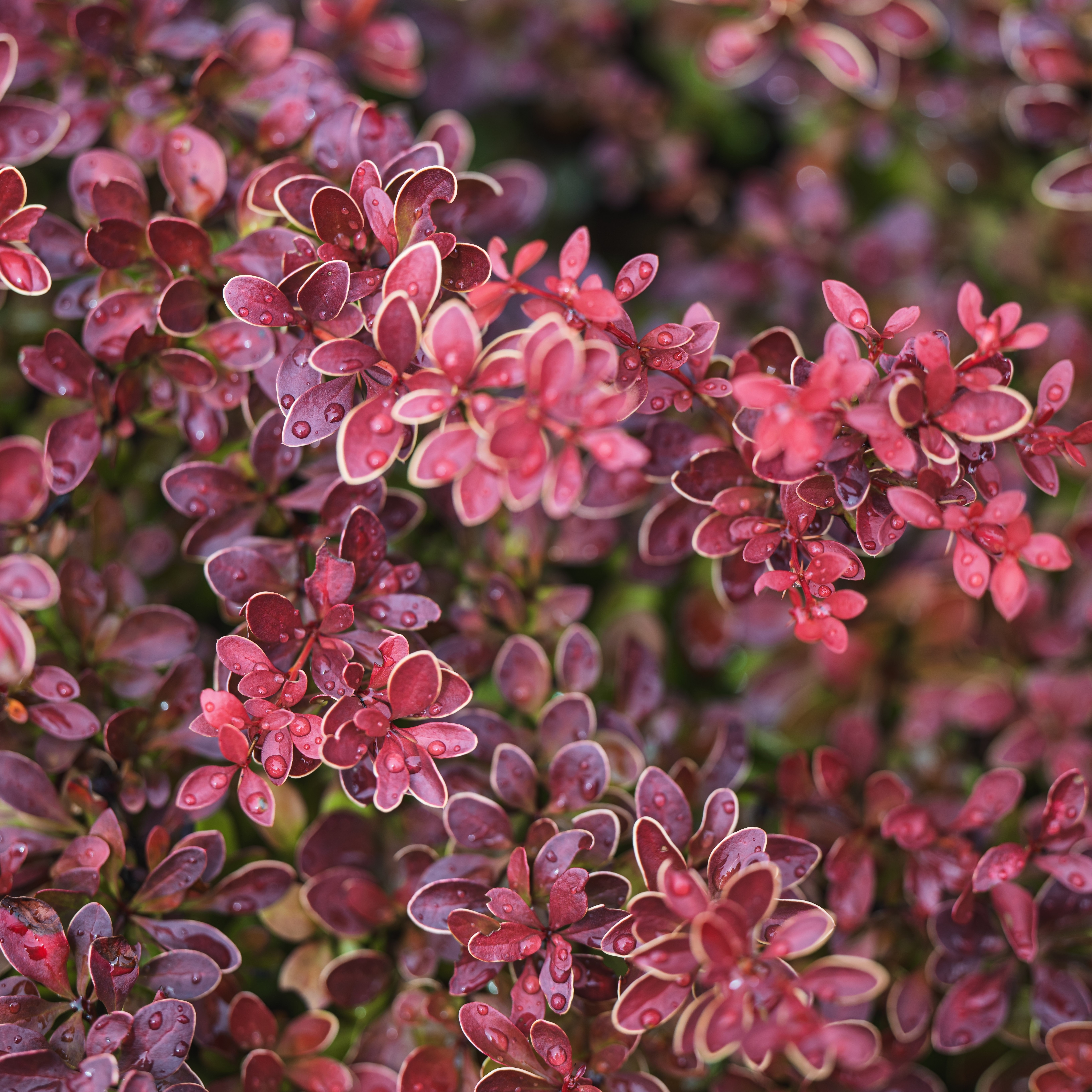 Berberis thunbergii Admiration 3L