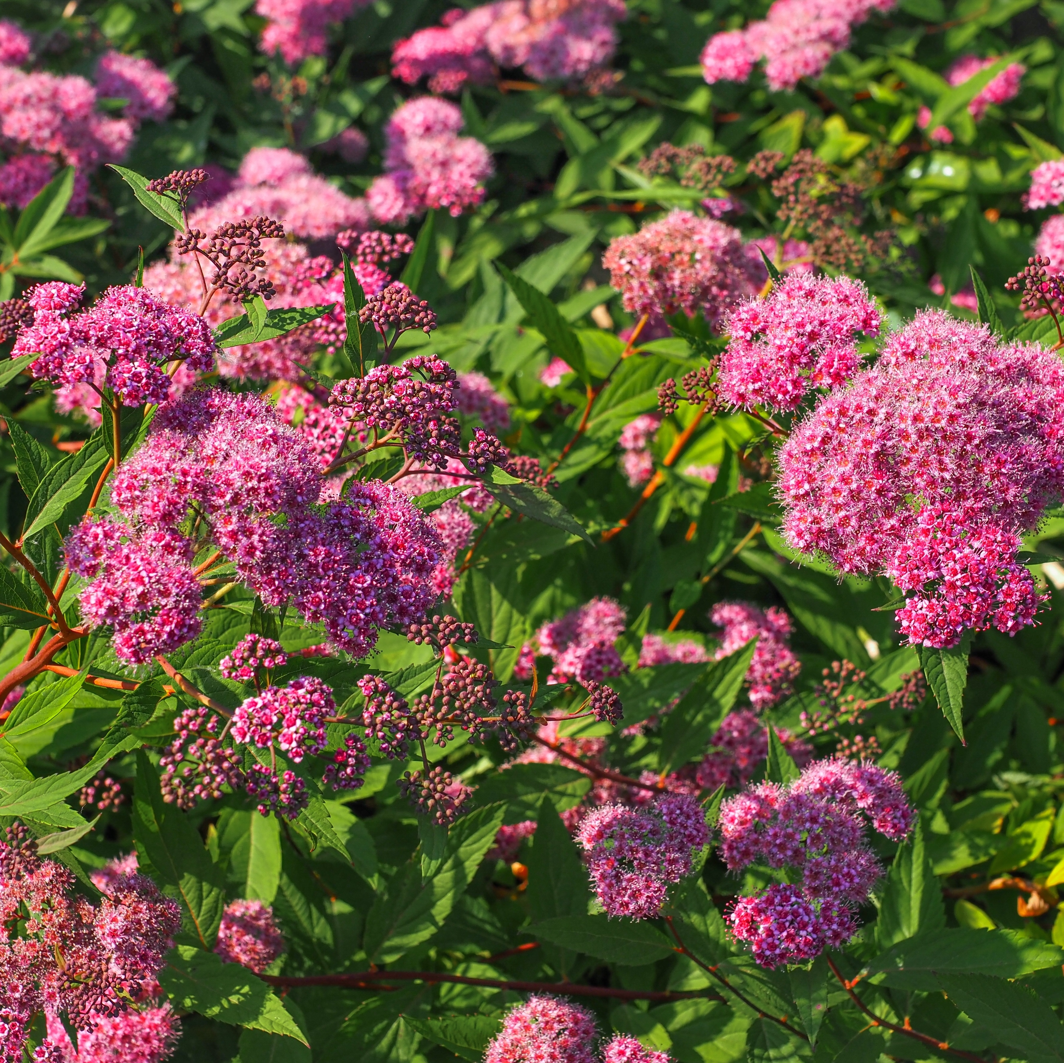 Praktspirea 'Odensala'