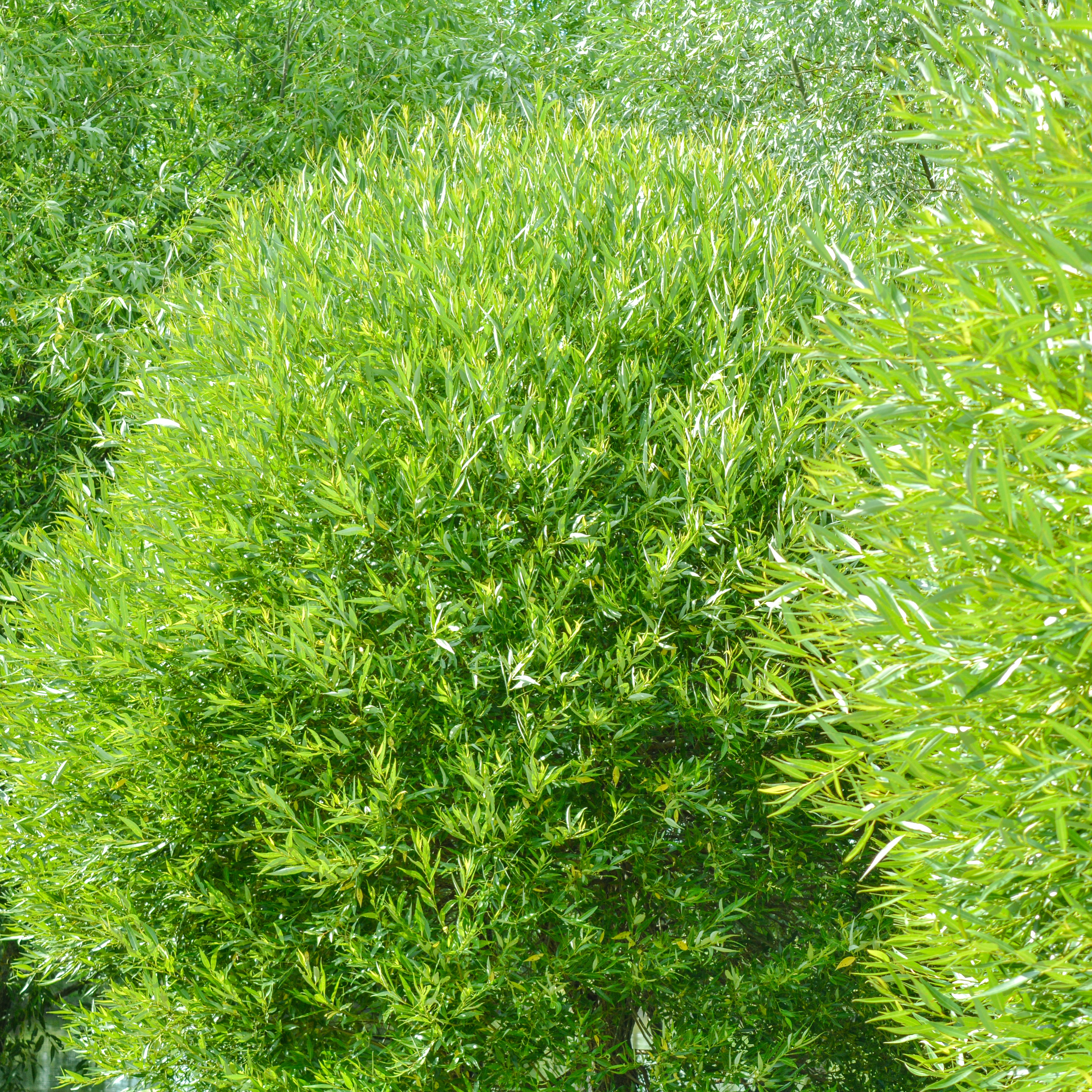 Salix eux bullata 3L