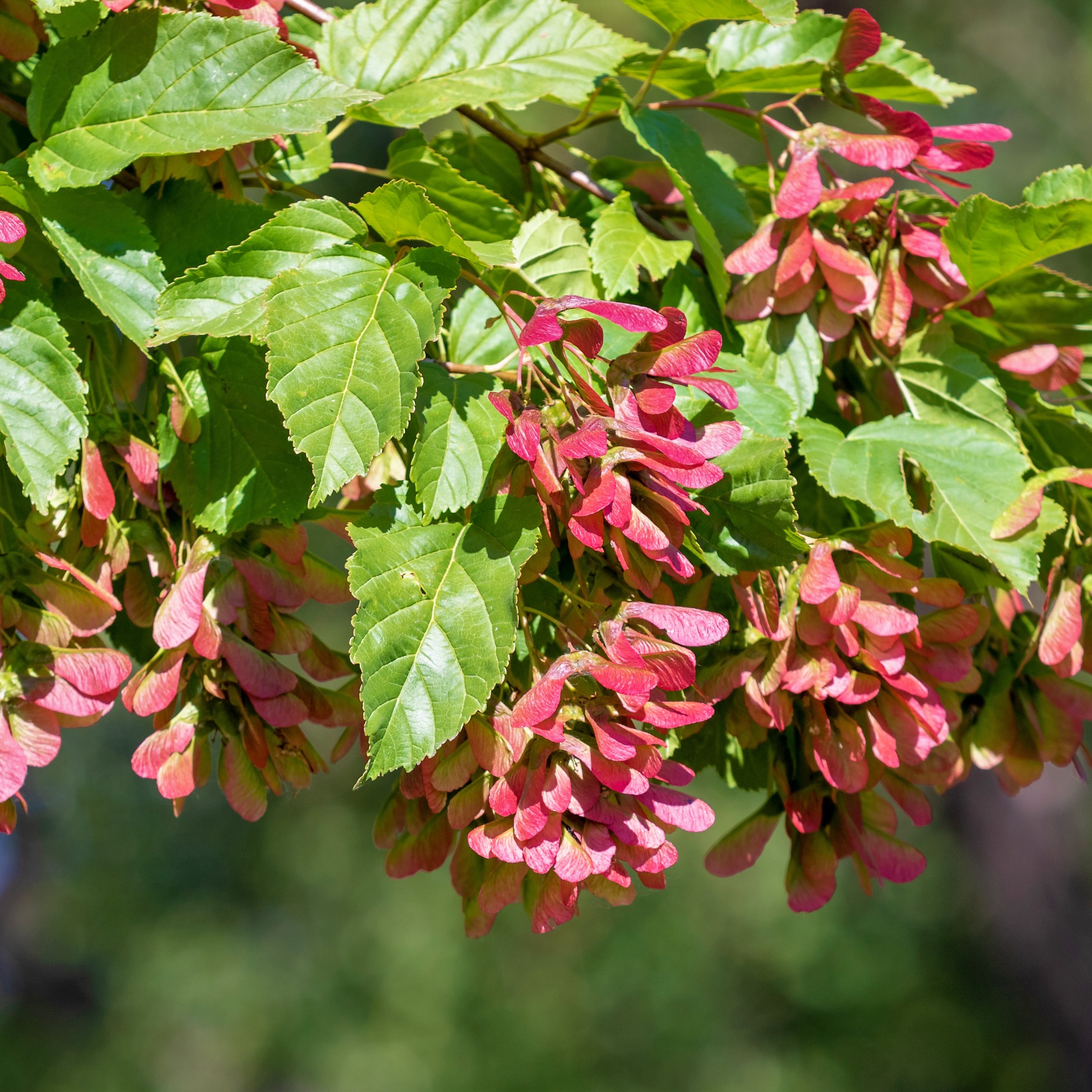 Acer tataricum ssp. Ginnala 3L