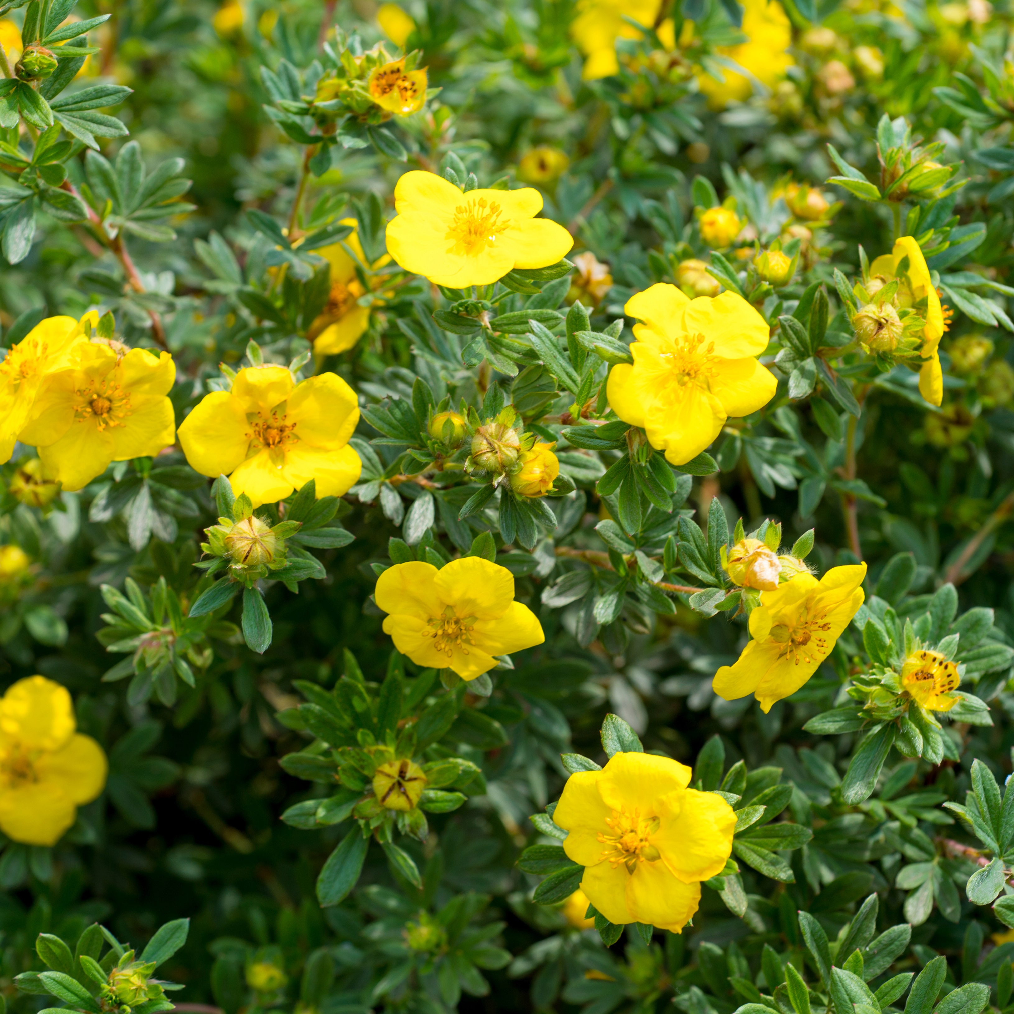 Trädgårdstok 'Tervola'