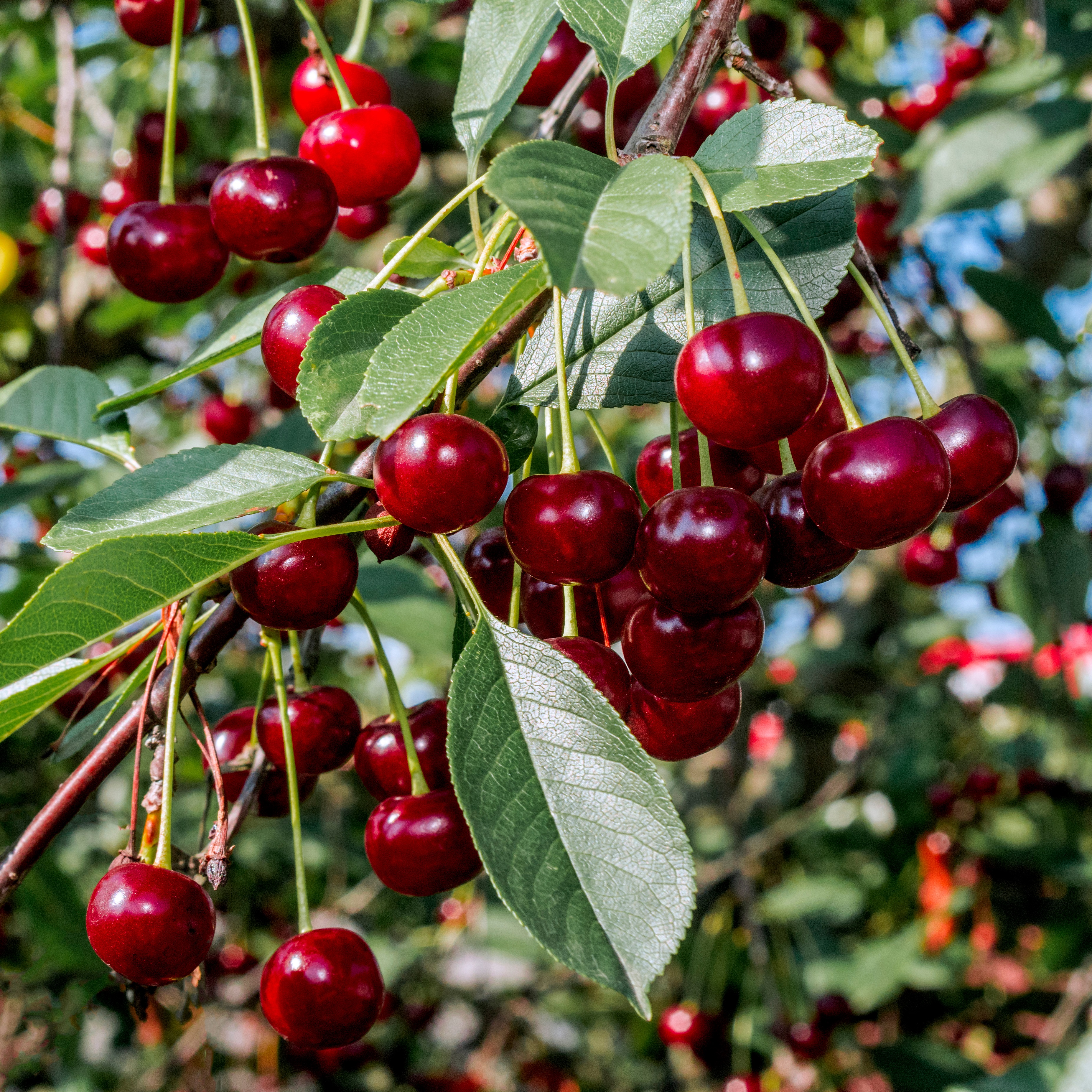 Surkörsbär 'Tamaris'