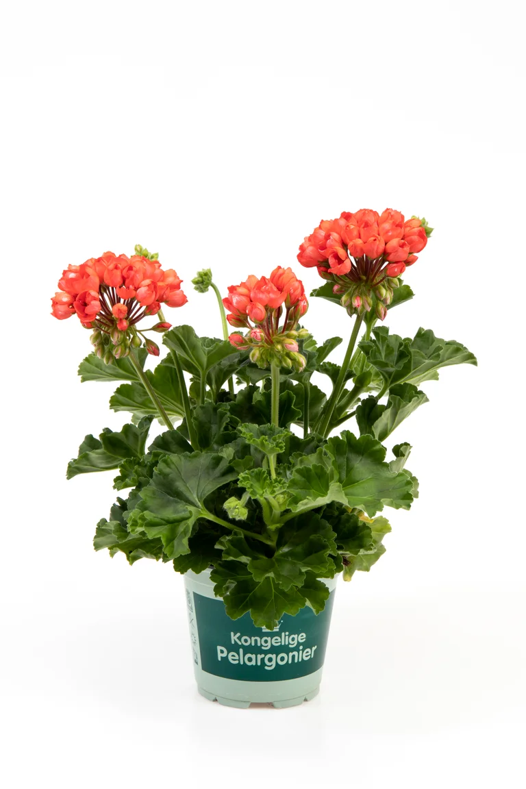 Tulpanpelargon Red Pandora