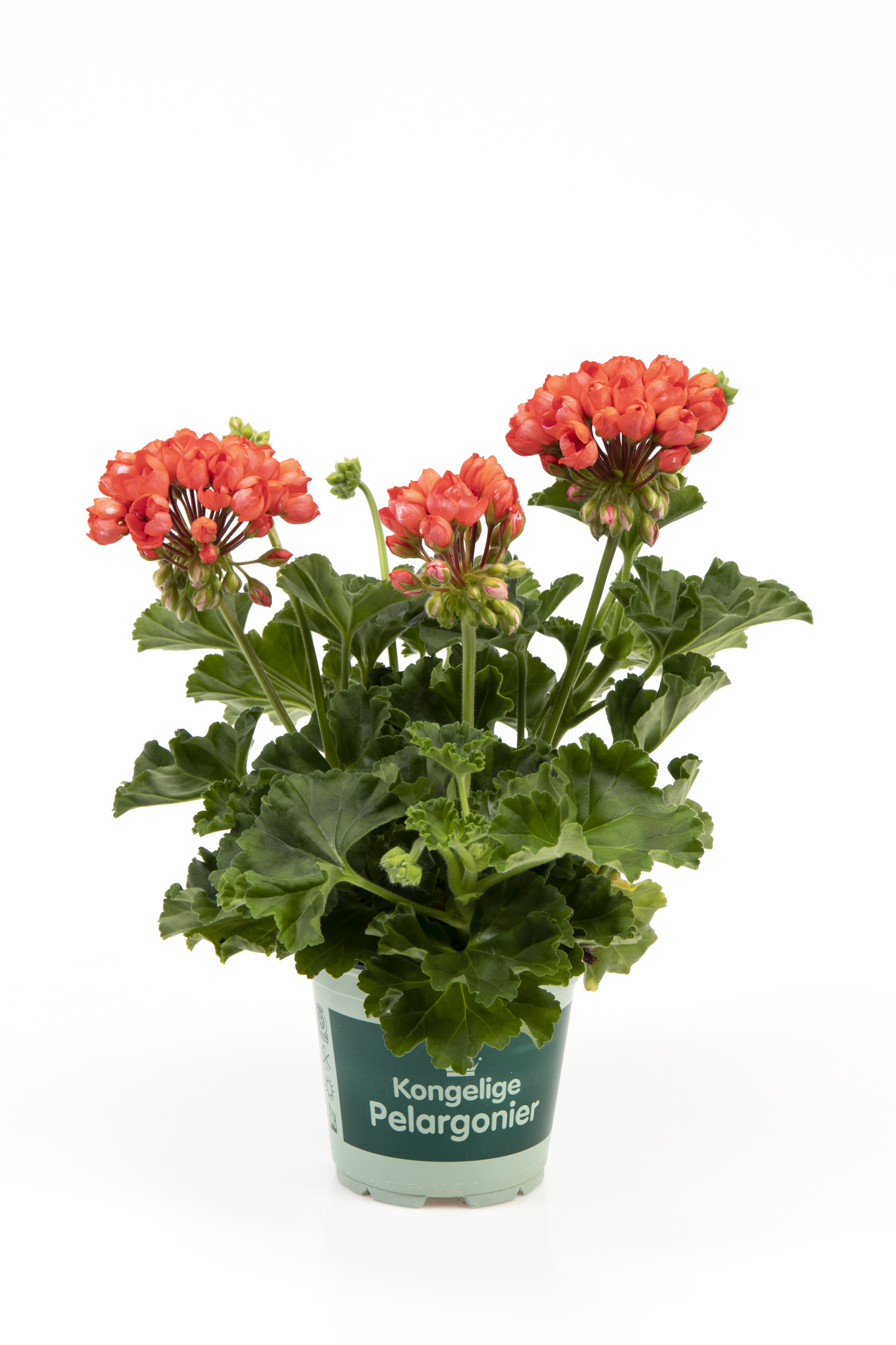 Tulpanpelargon 'Red Pandora'