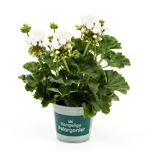 Pelargonium Vit Emma