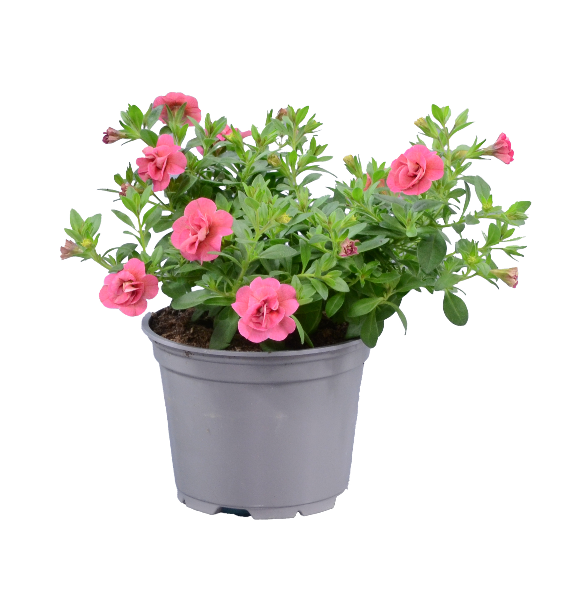 Småpetunia