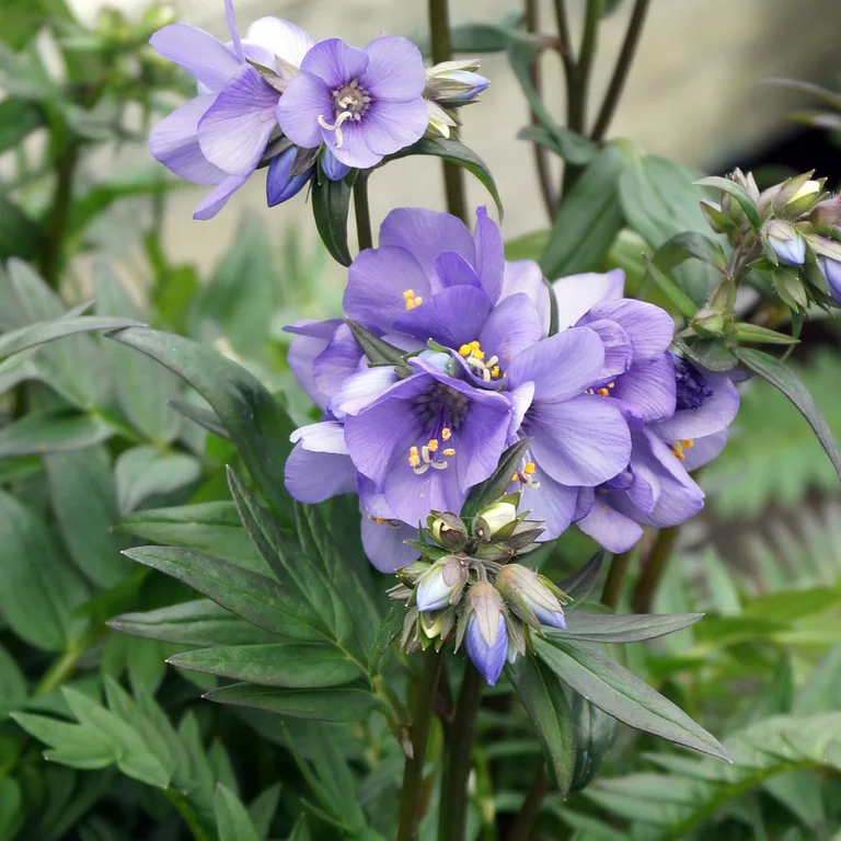 Japanskt blågull BRESSINGHAM PURPLE