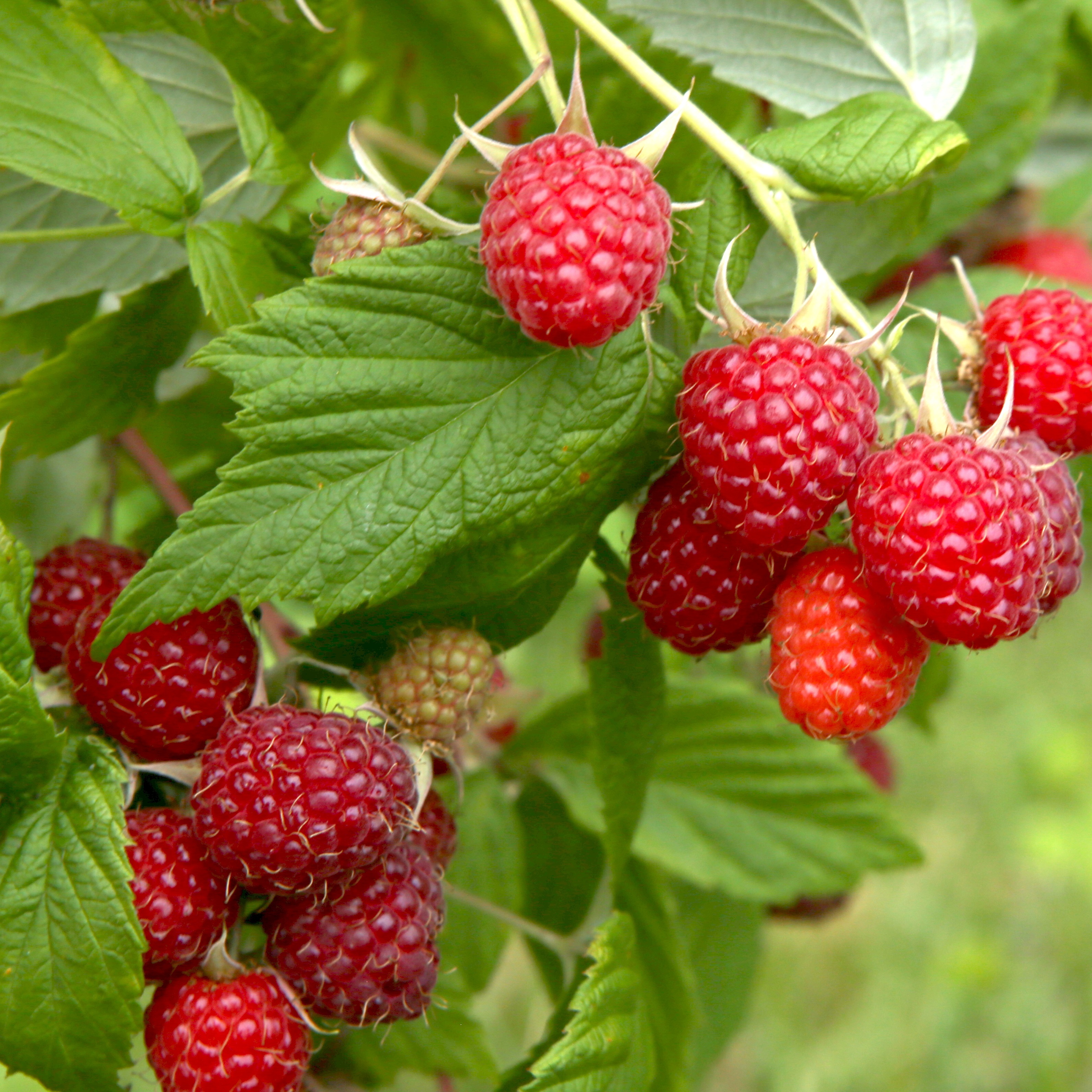 Rubus 'Asker' 2L