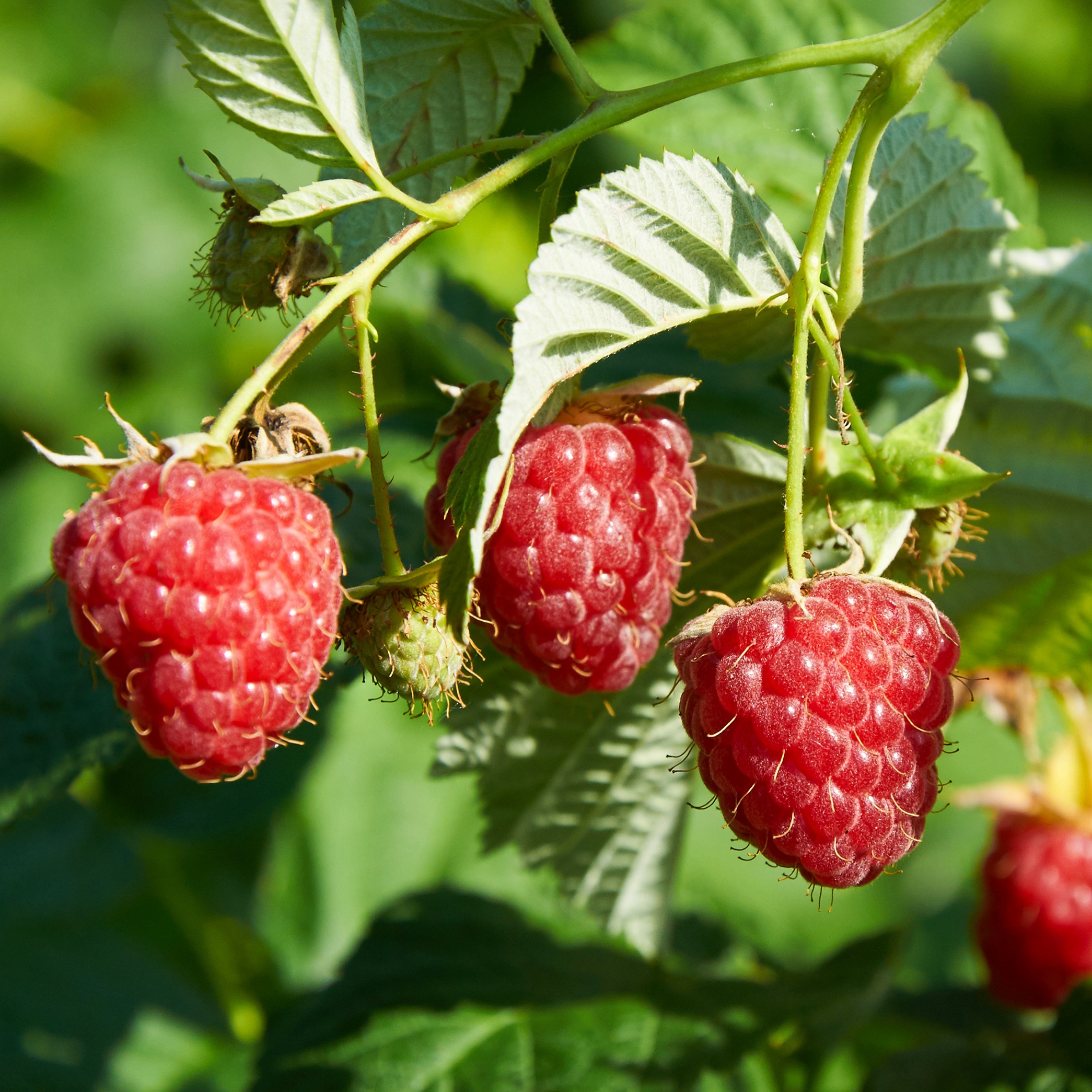 Rubus 'Sugana'PBR 2L