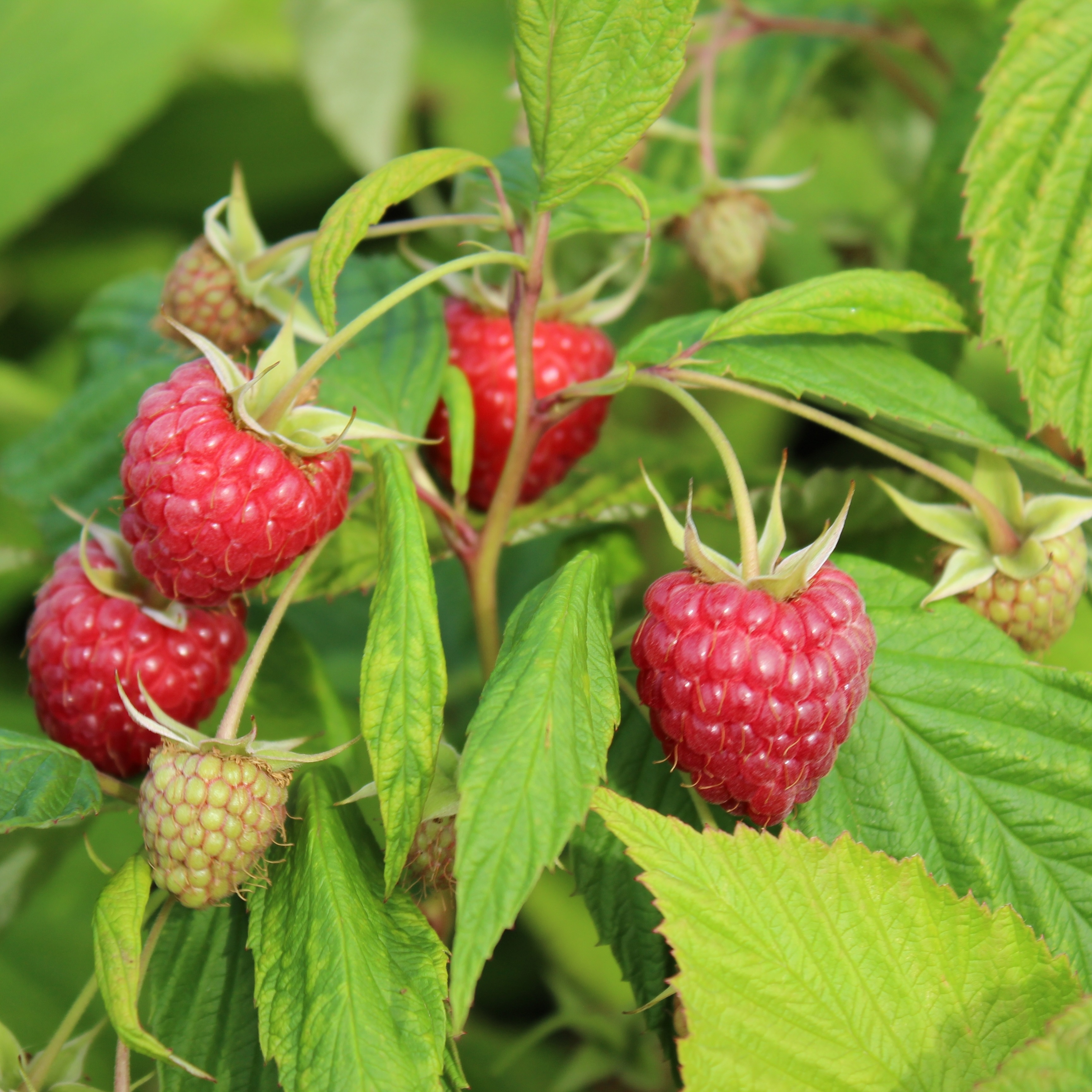 Trädgårdshallon 'Glen Ample' E