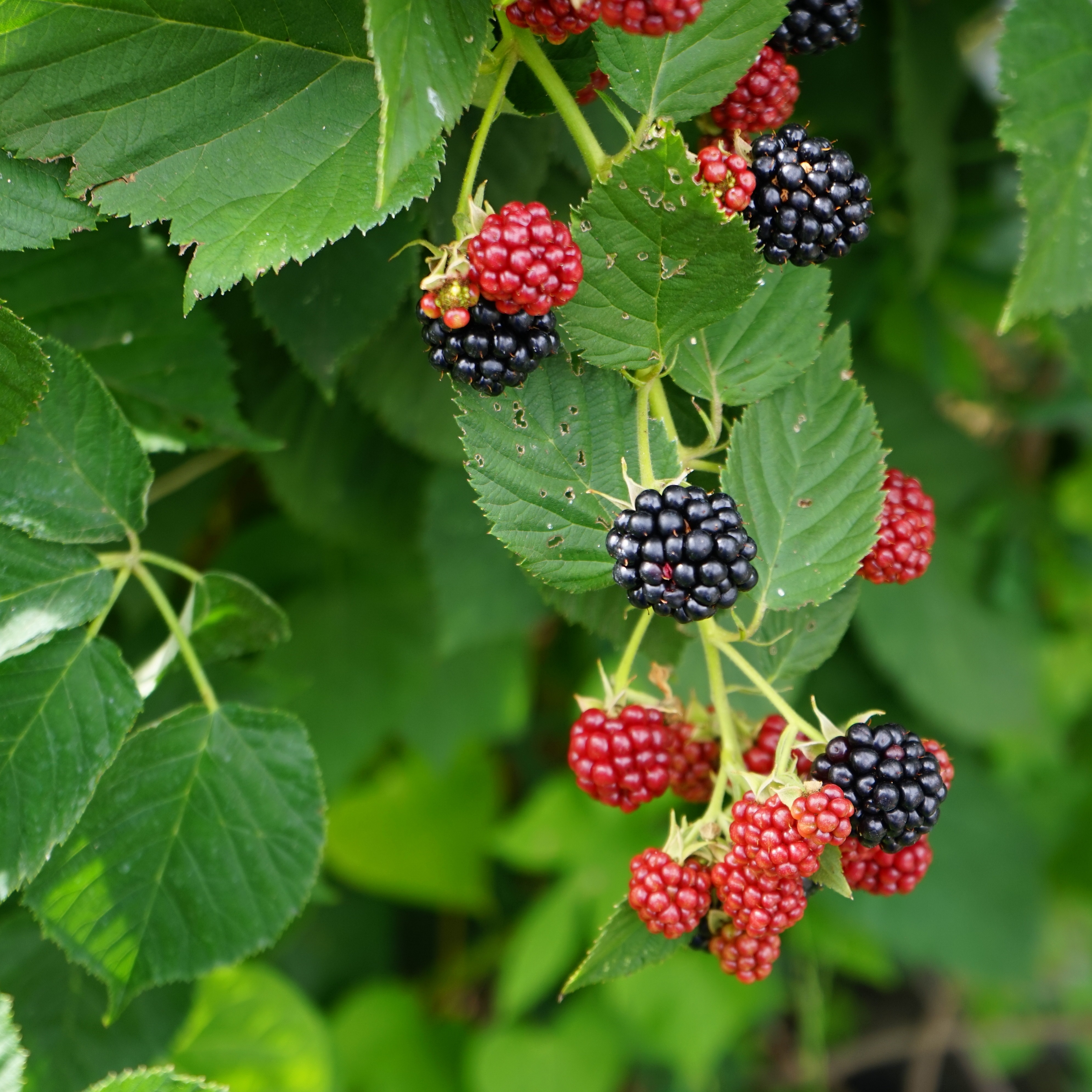 Rubus (Blackberries-Group) 'Black Satin' 17cm BIO