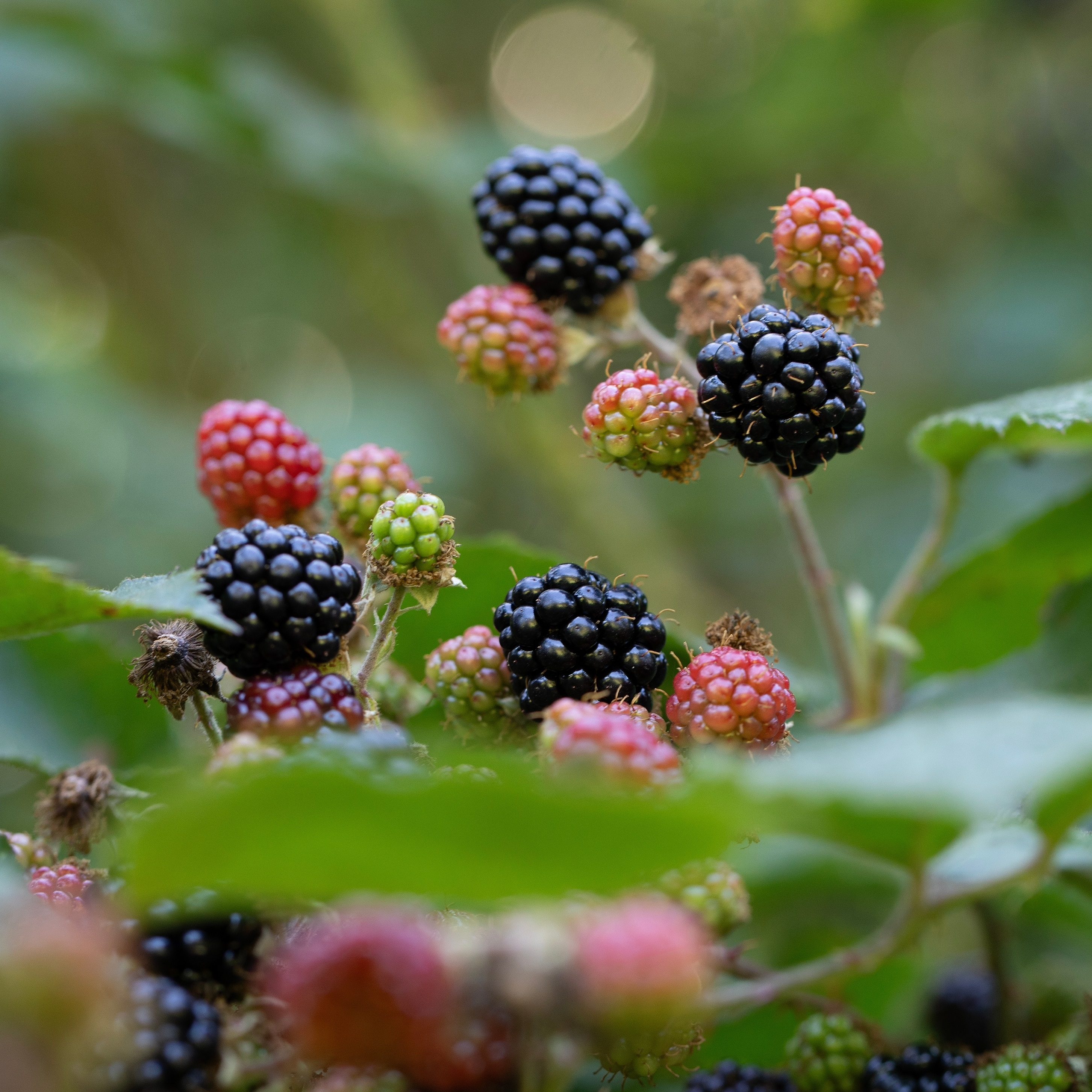 Rubus fruticosus 'Thornless Evergreen' 13cm BIO