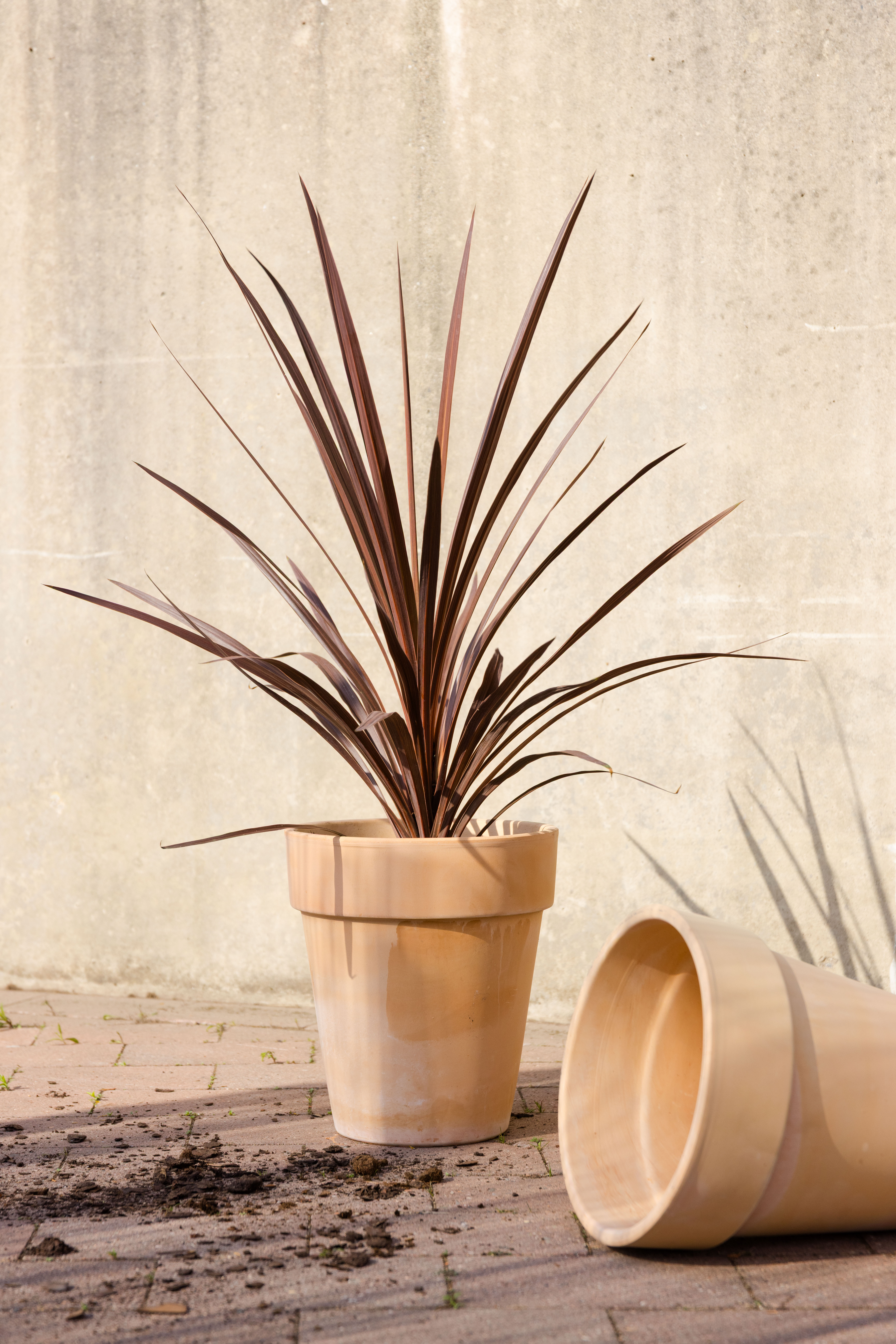 Vaso pot D25 terracotta