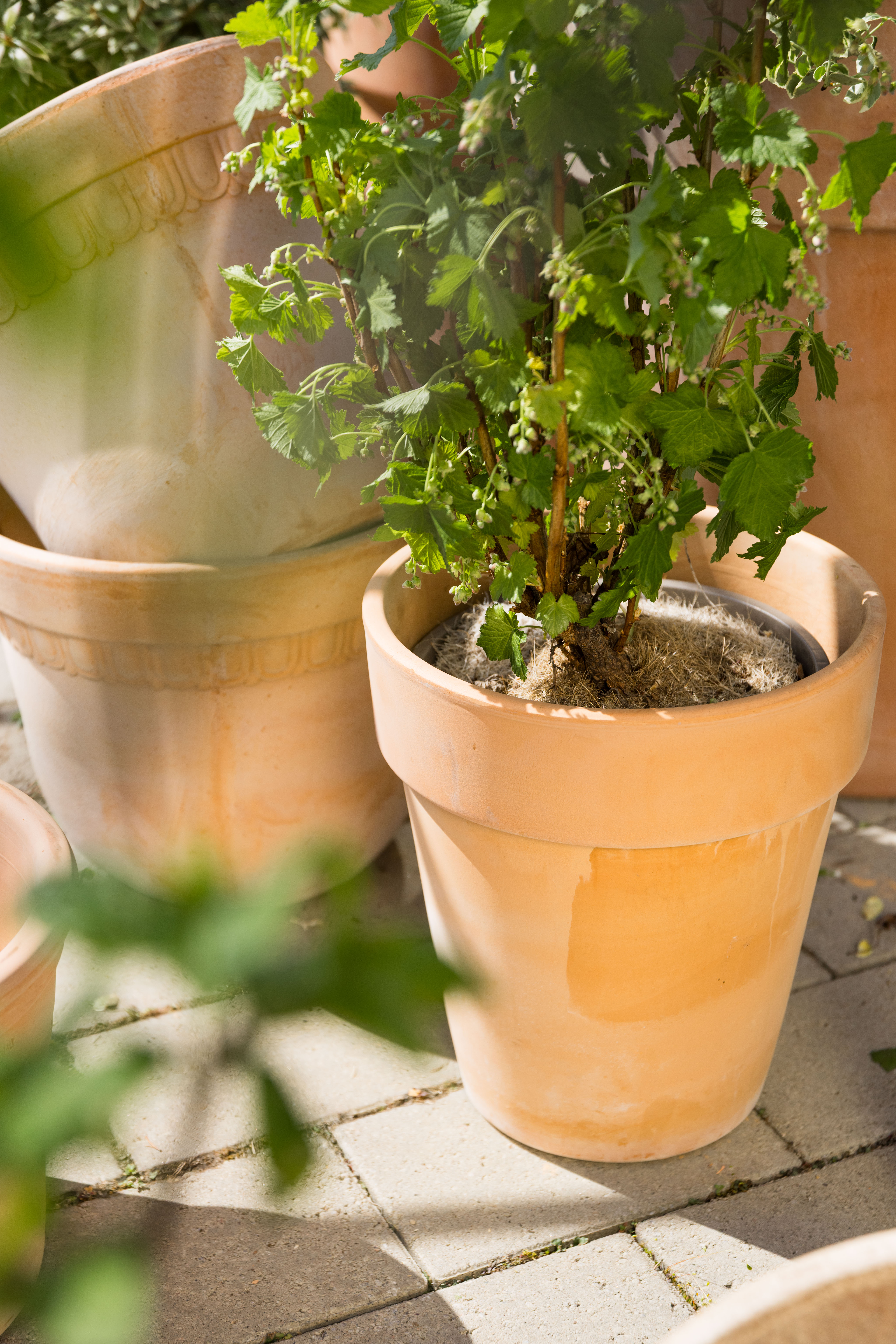 Vaso pot D25 terracotta