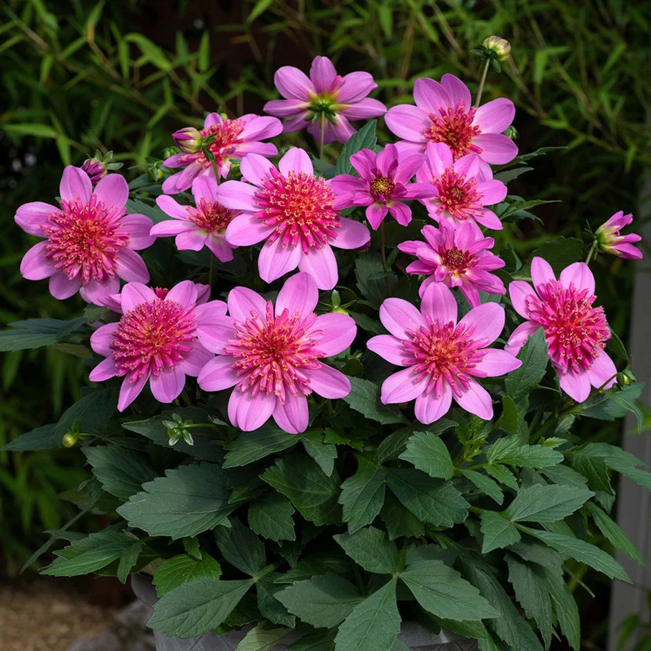Dahlia green leaf 'Starburst Pink' 19 cm