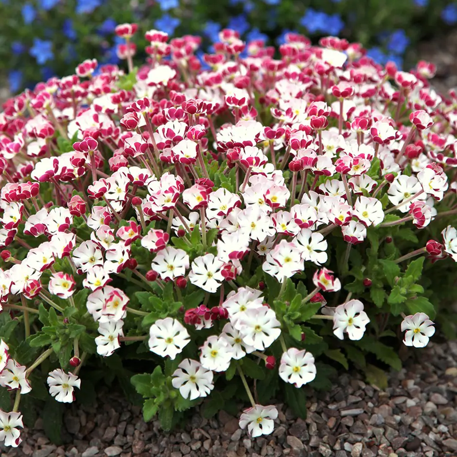 Zaluzianskya ovata 19 cm
