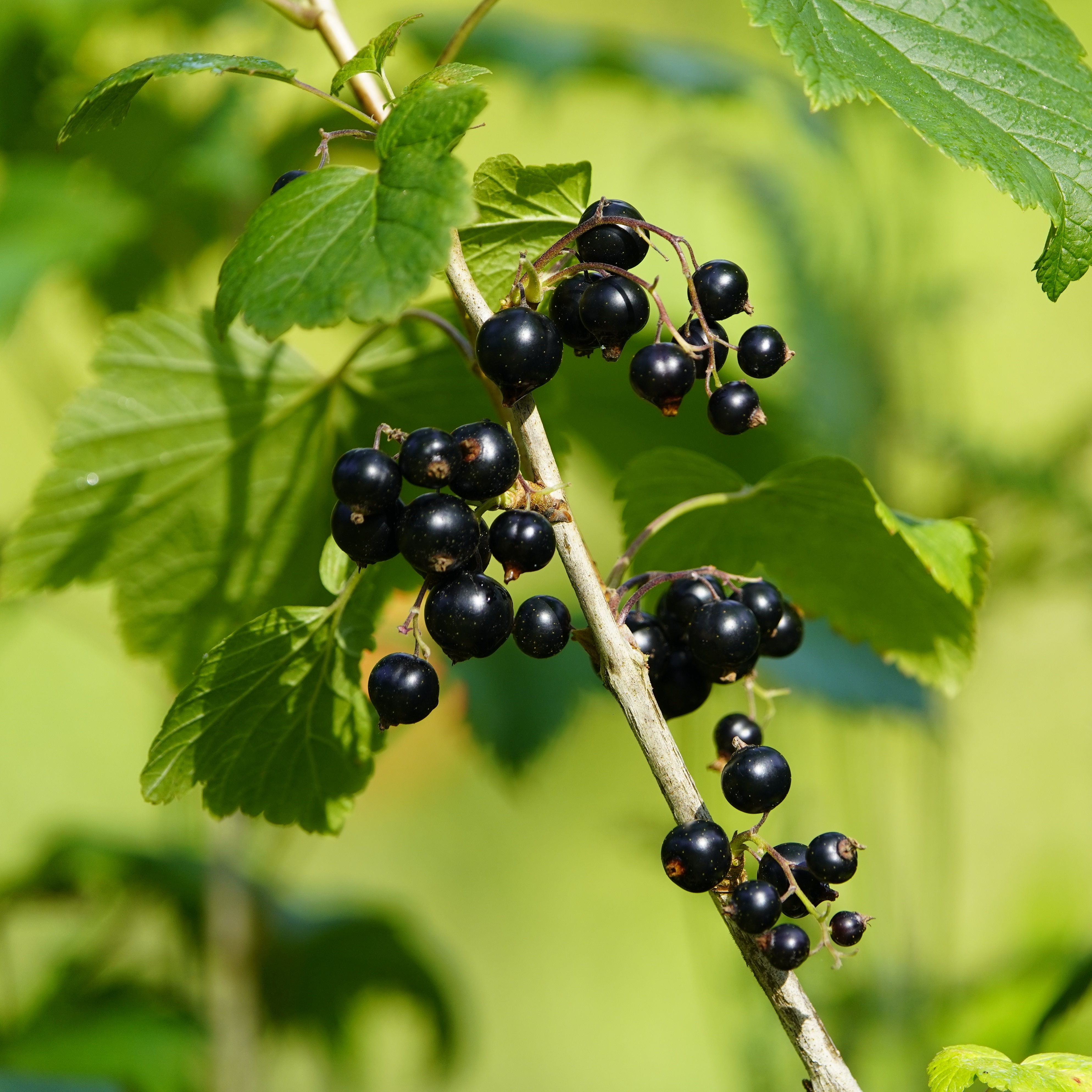 Ribes nigrum 'Black Marble' 13cm BIO