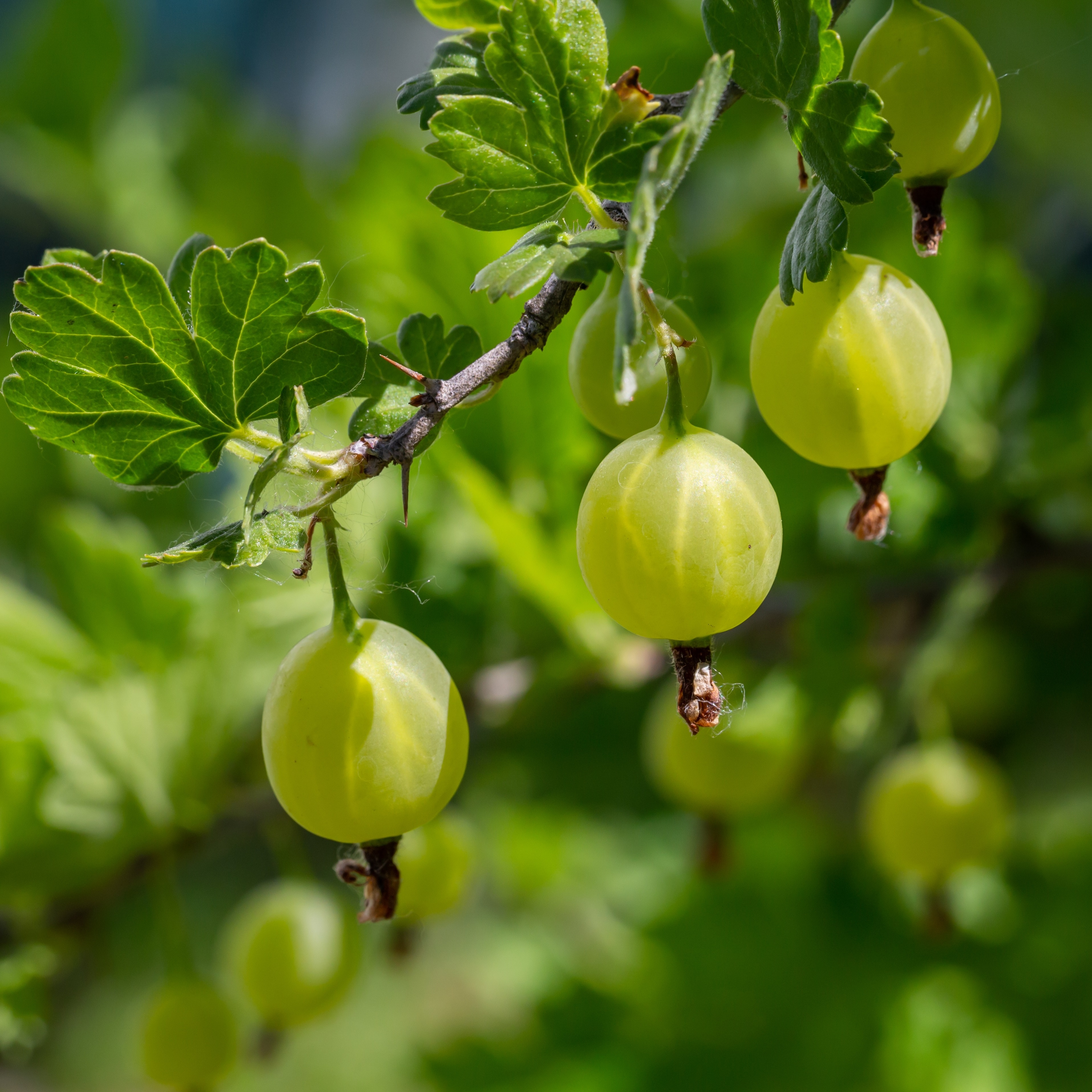 Stikkelsbær 'Jacob'