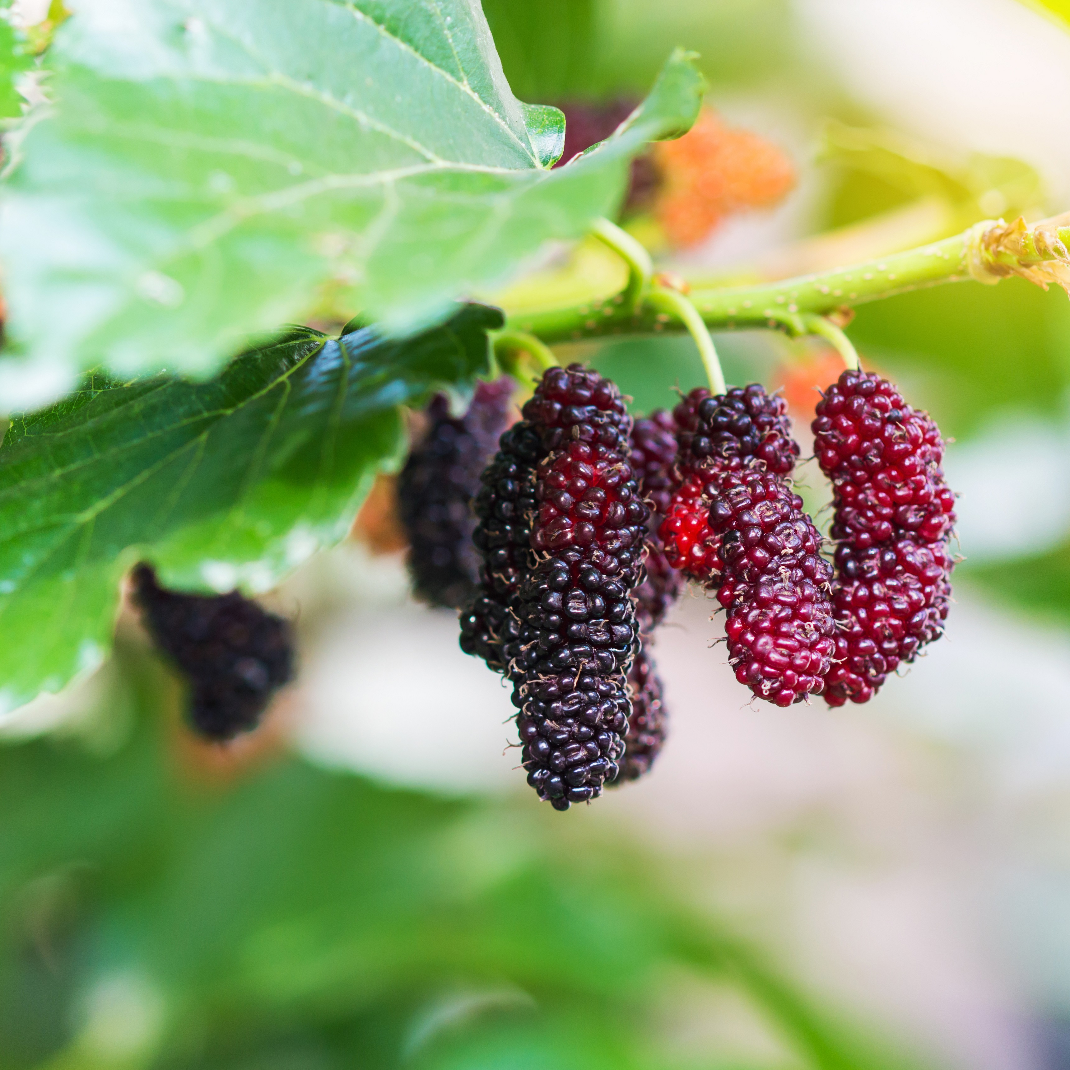 Svartmorbær 'Mulle'