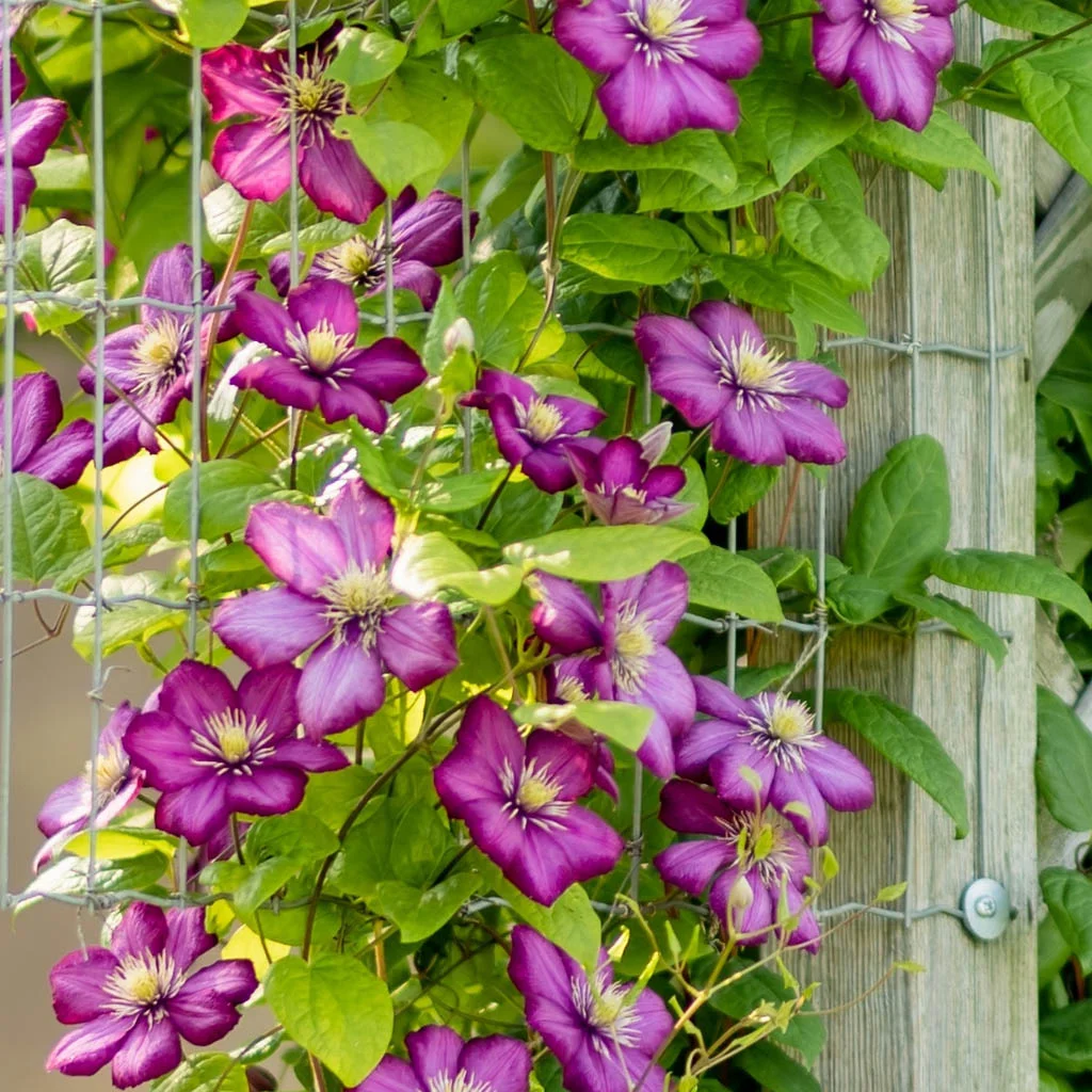 Clematis  planting and care | Plantasjen