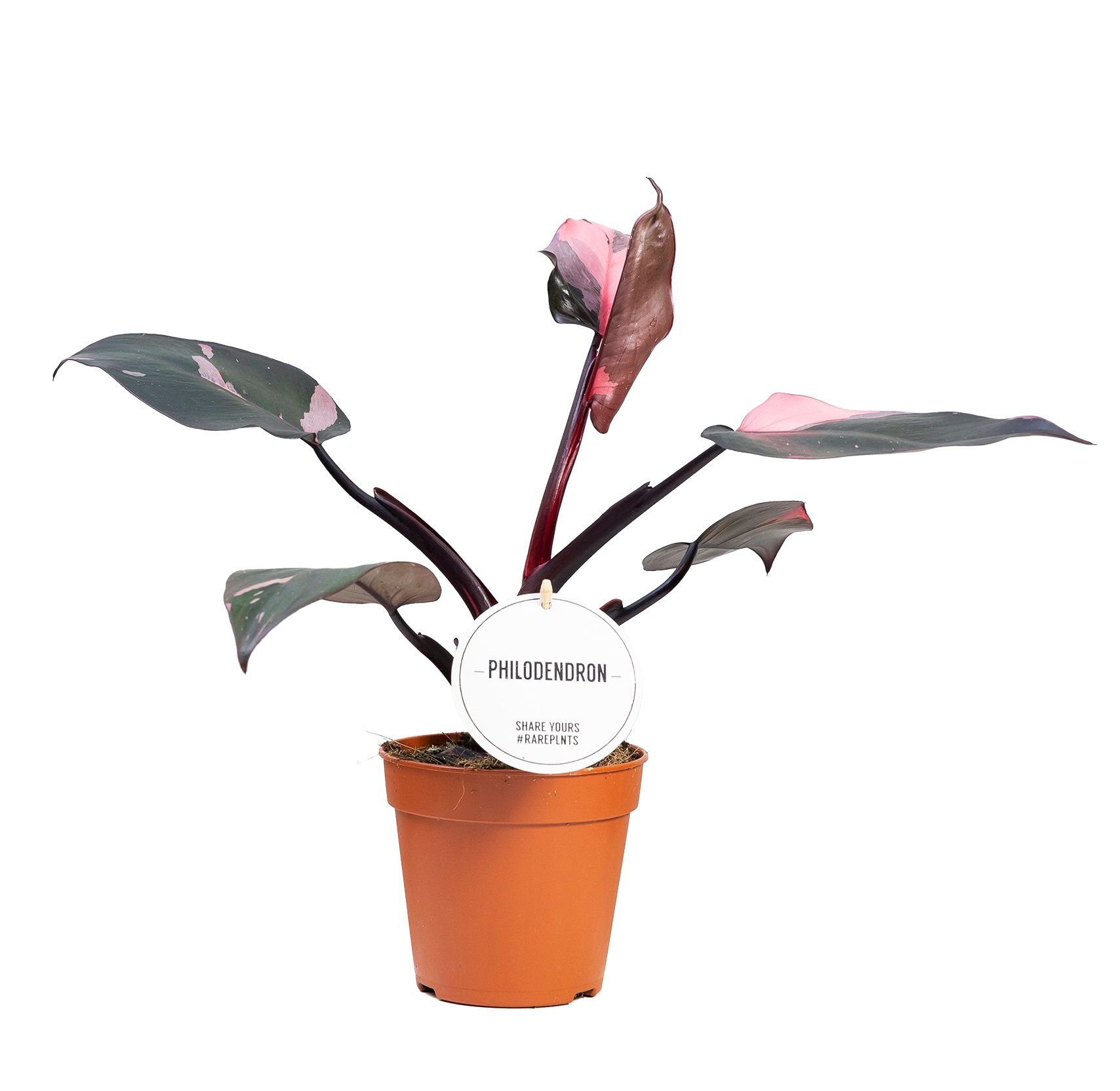 Philodendron 'Pink Princess'