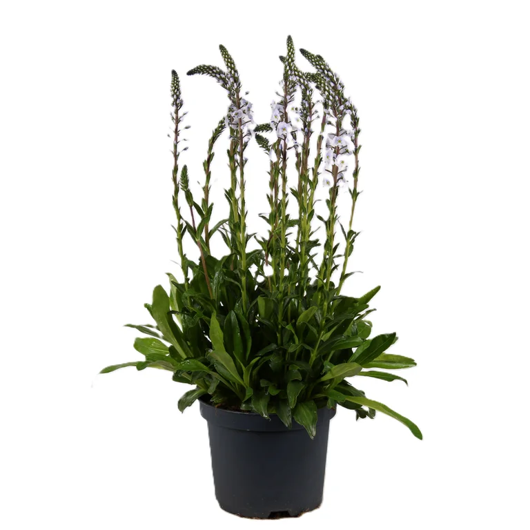 Porslinsveronica Tissington White